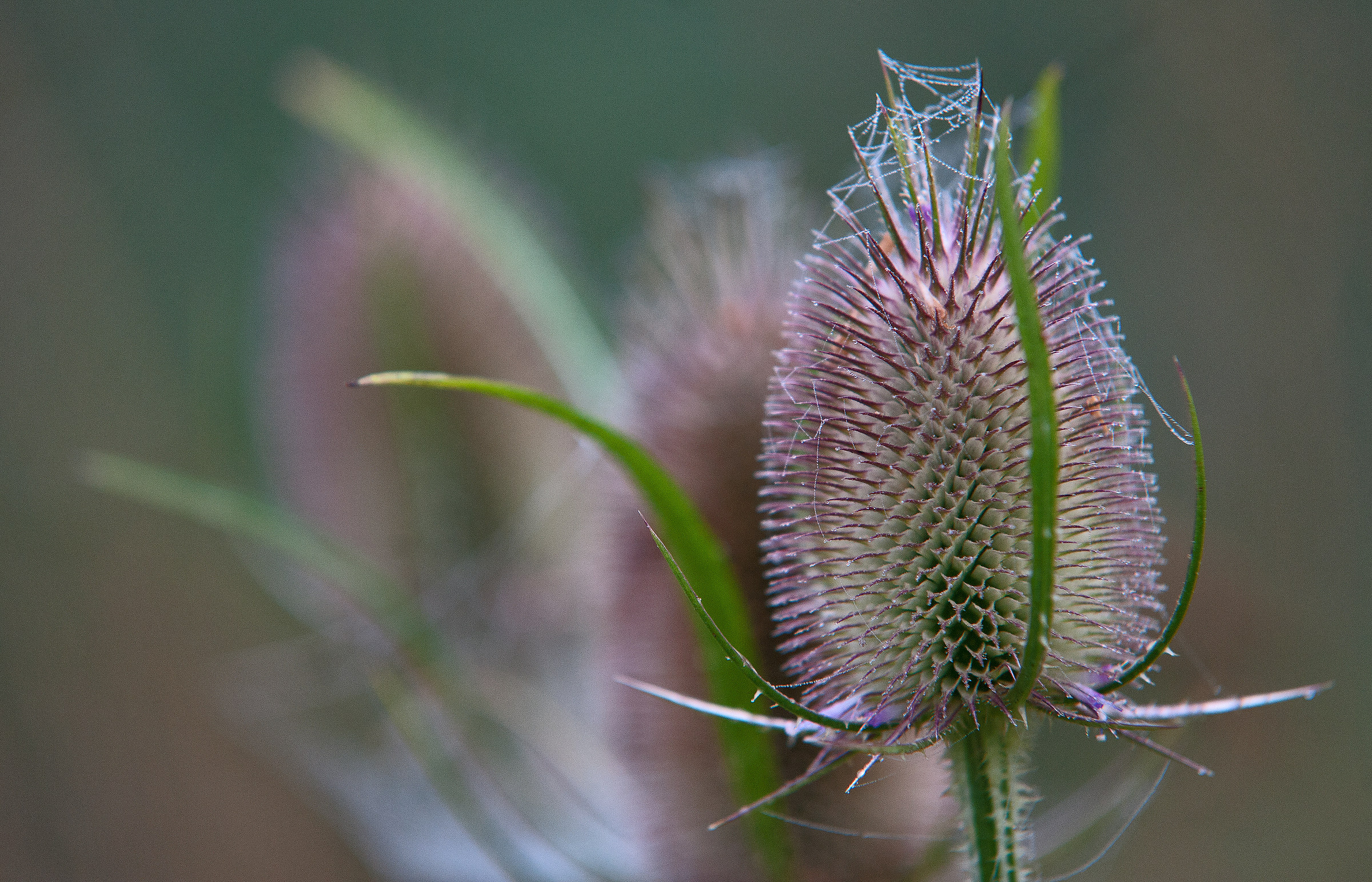 Early Morning Teasles