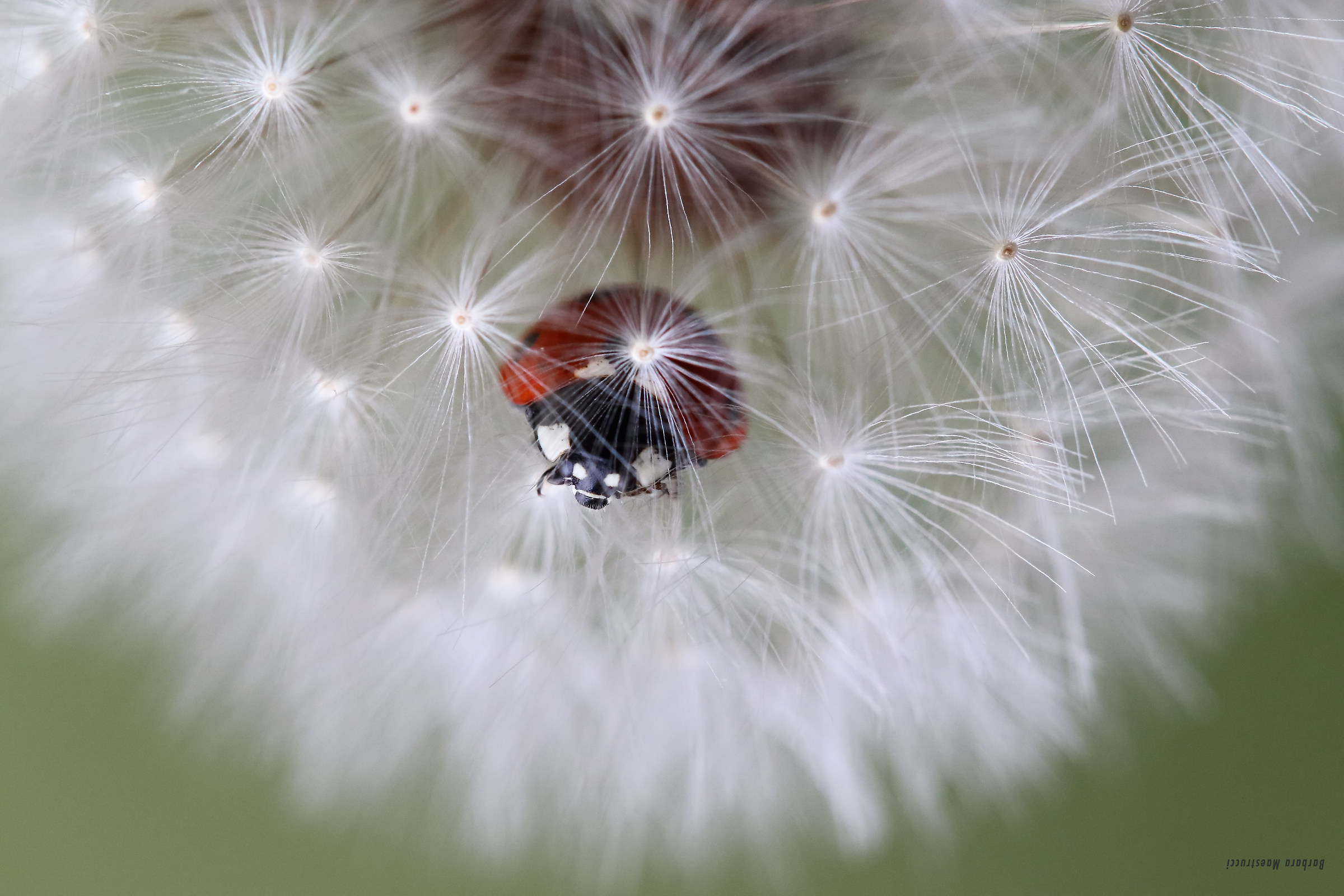 It falls from the clouds !!!