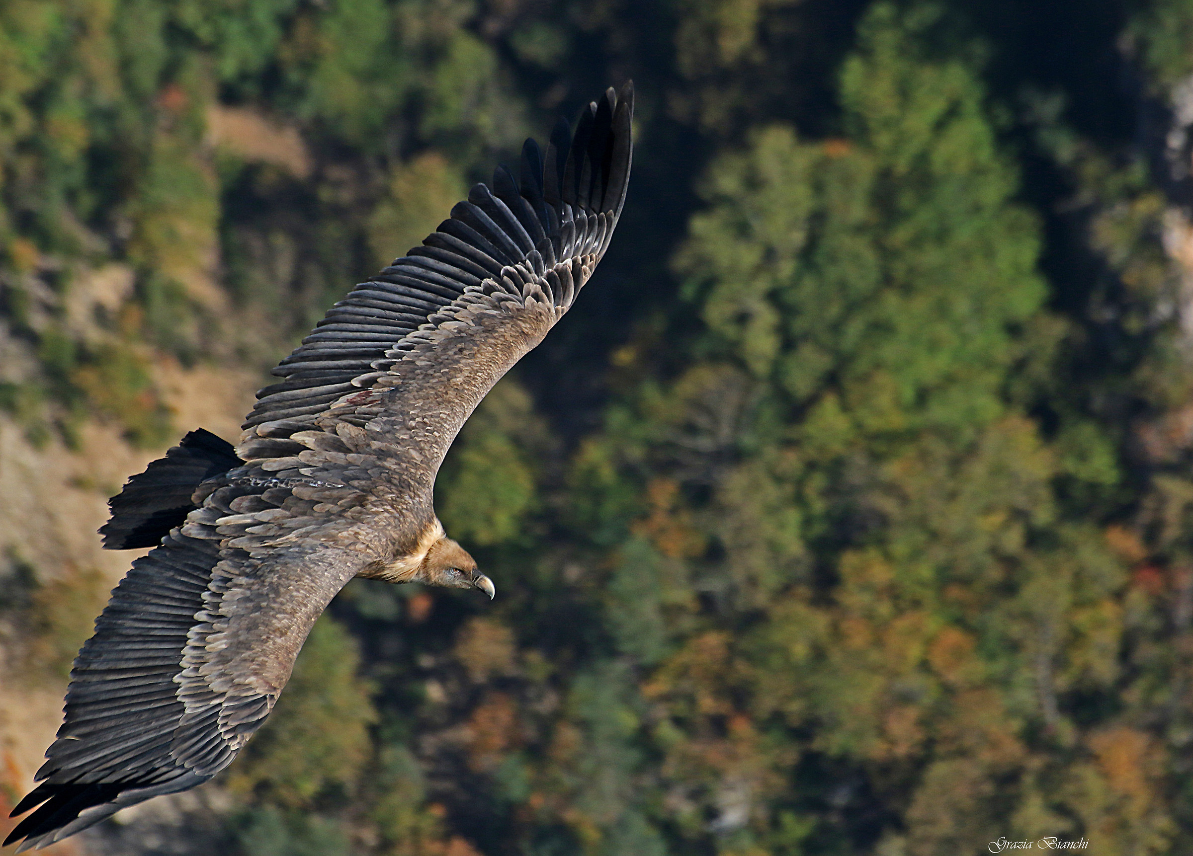 Grifone - Gole del Verdon