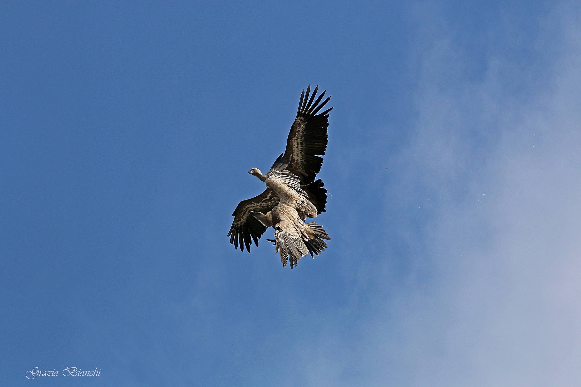 lotta fra grifoni - Gole del Verdon