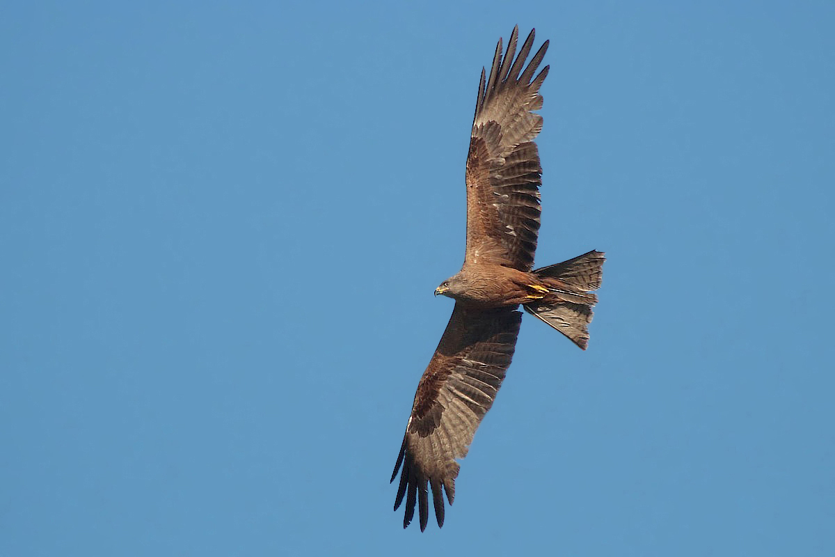 Nibbio bruno con buona luce