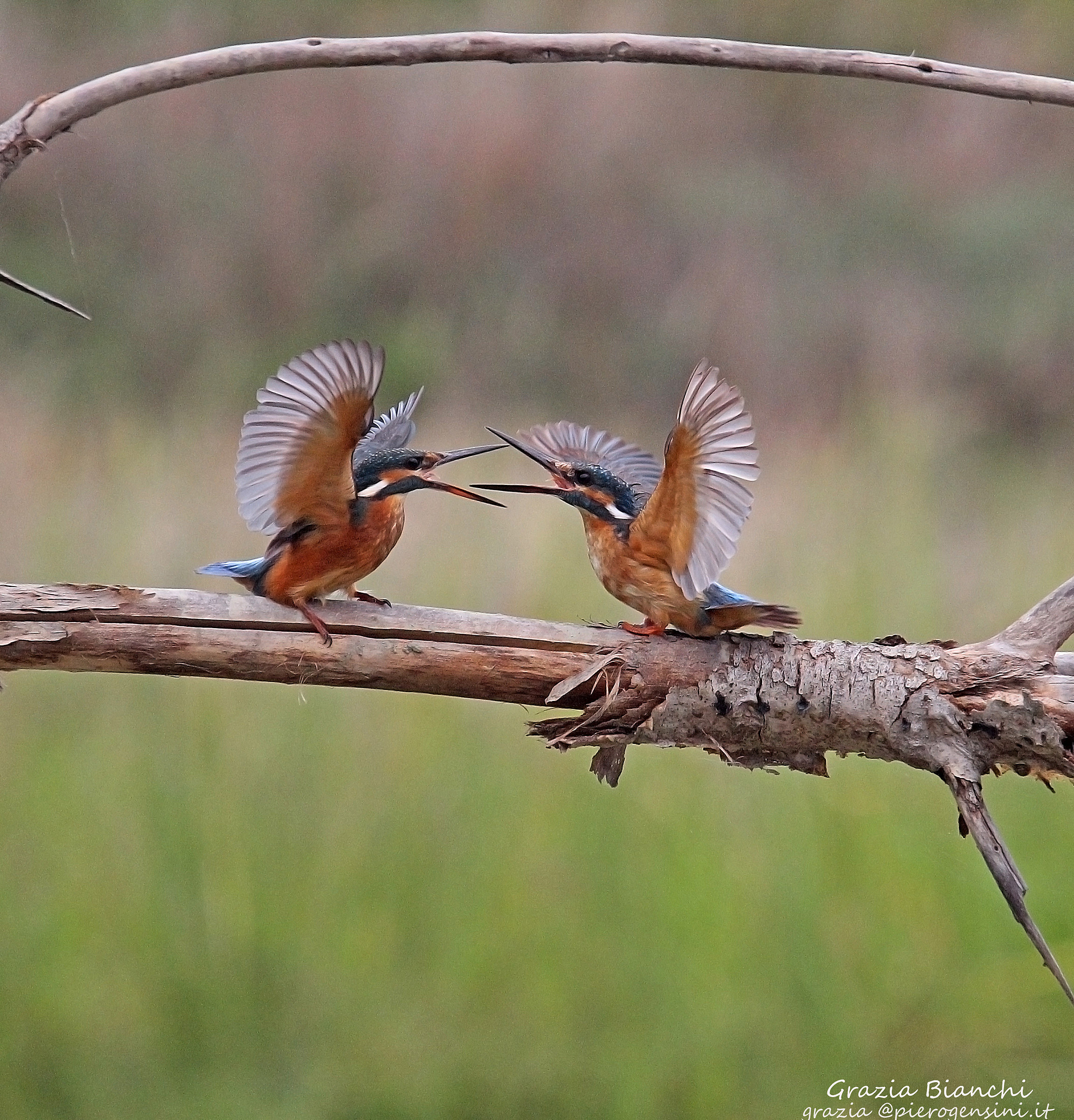 battibecco fra martin pescatori