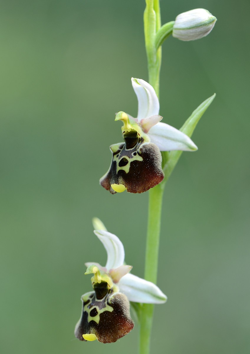 Ophrys holoserica
