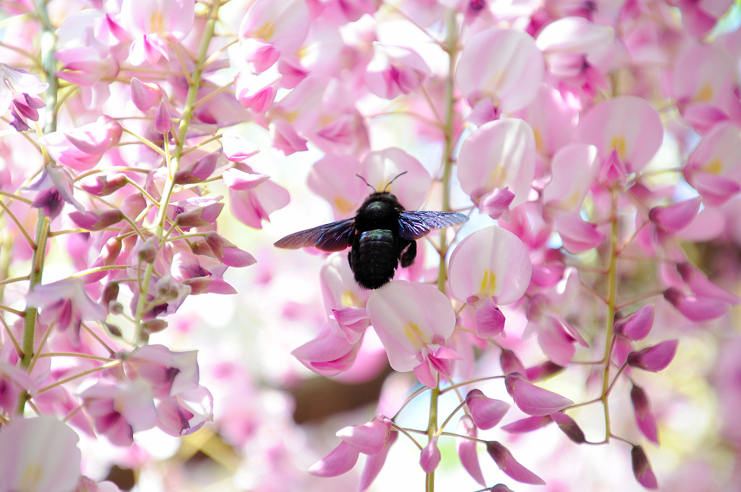 Xylocopa Violacea sul Glicine
