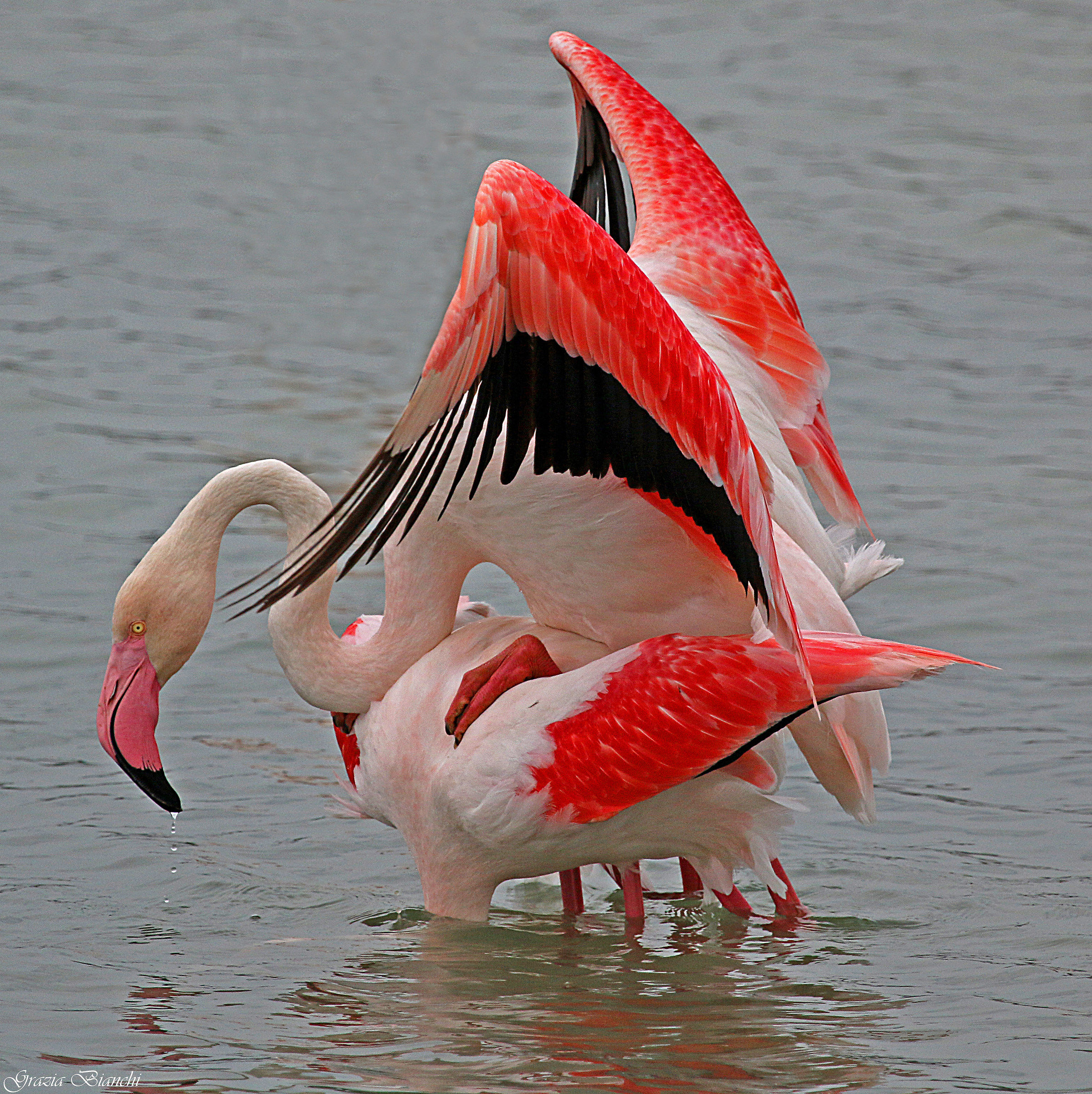 Fenicotteri in accoppiamento - Oasi Focognano