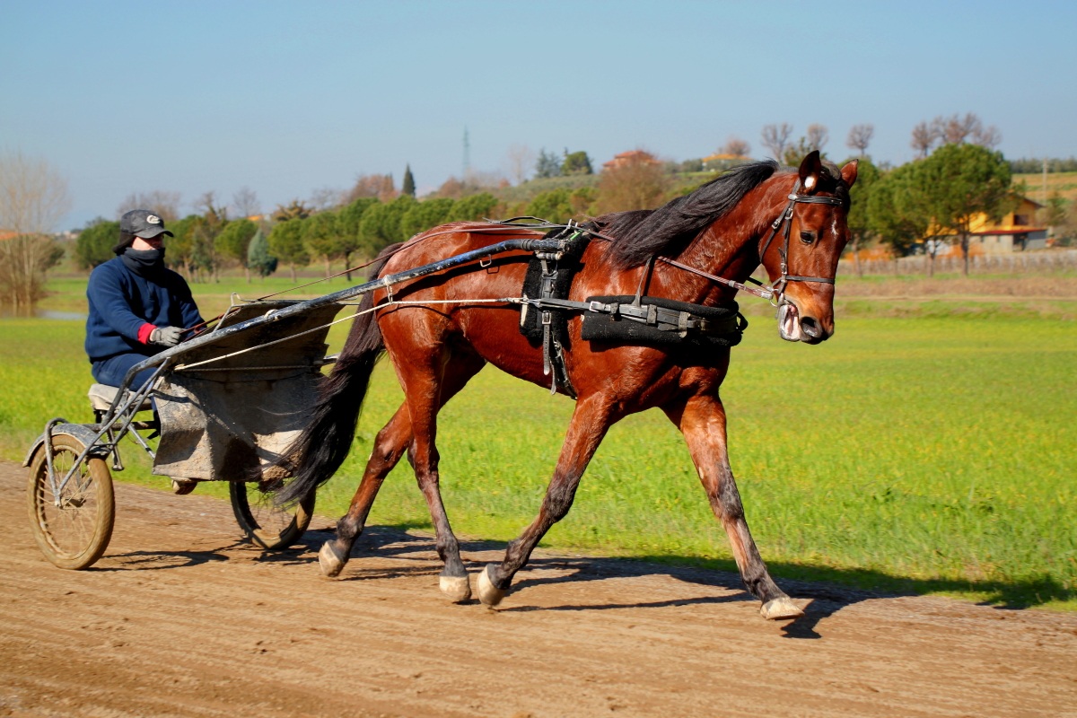 Allenamento cavallo con surchio