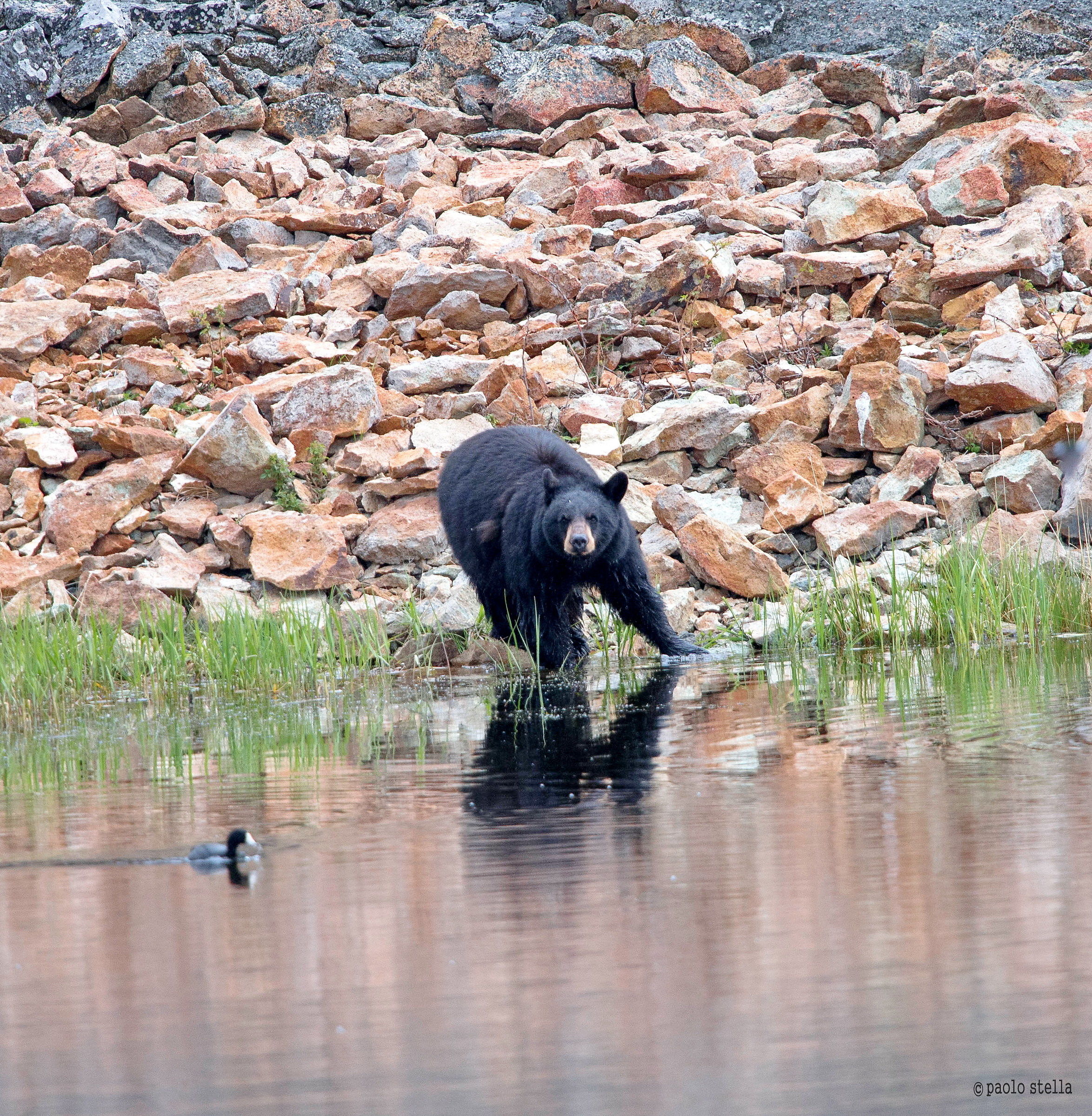 Black Bear at the lake