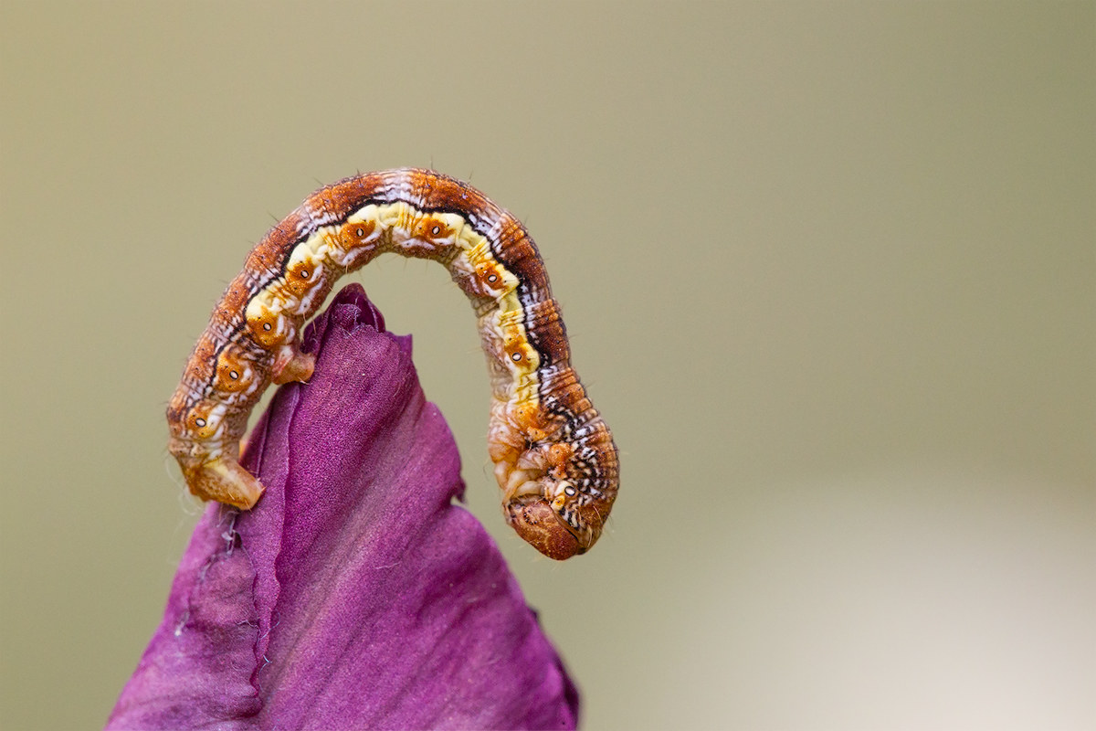 La preghiera del bruco