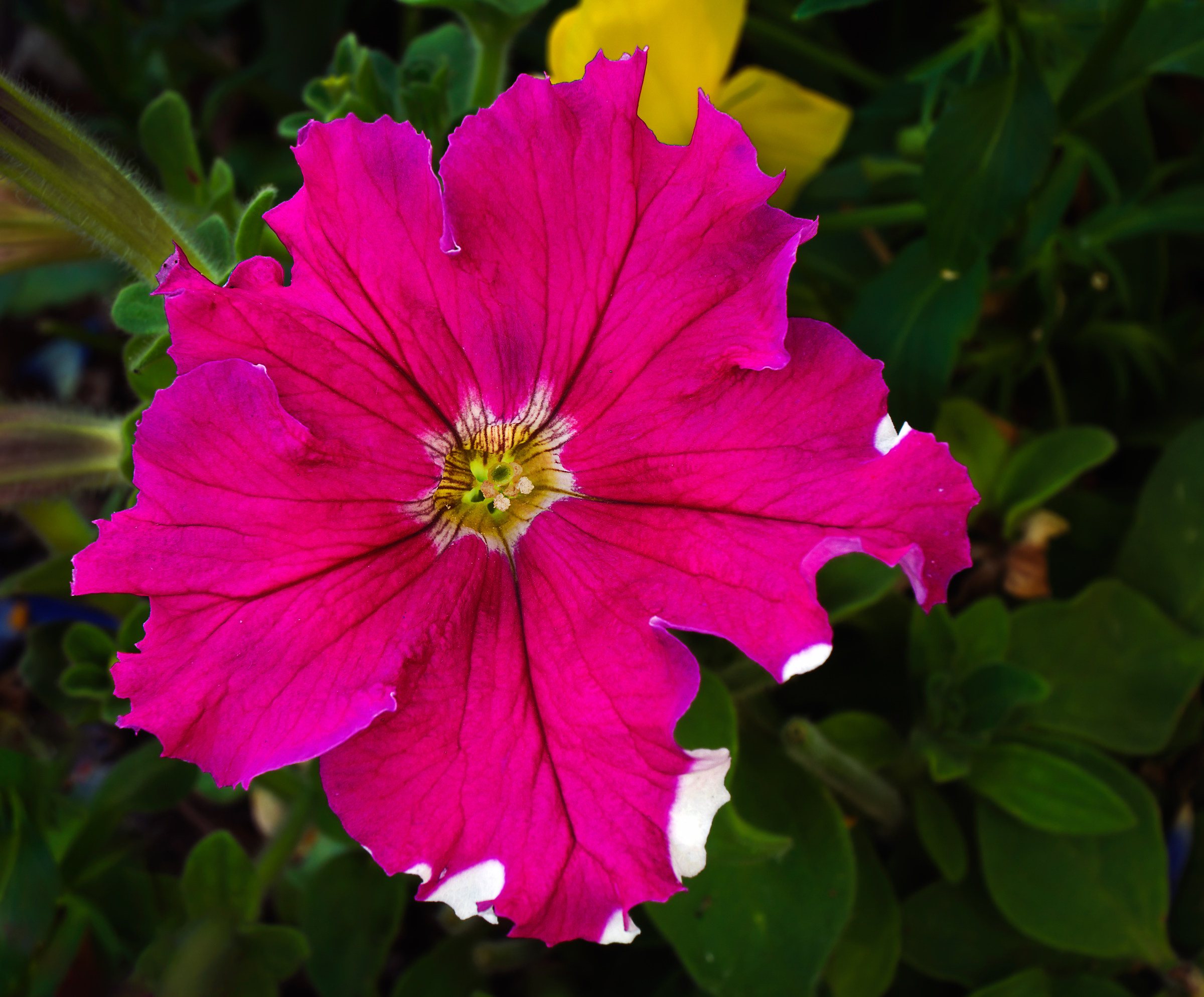 Photo taken in the garden