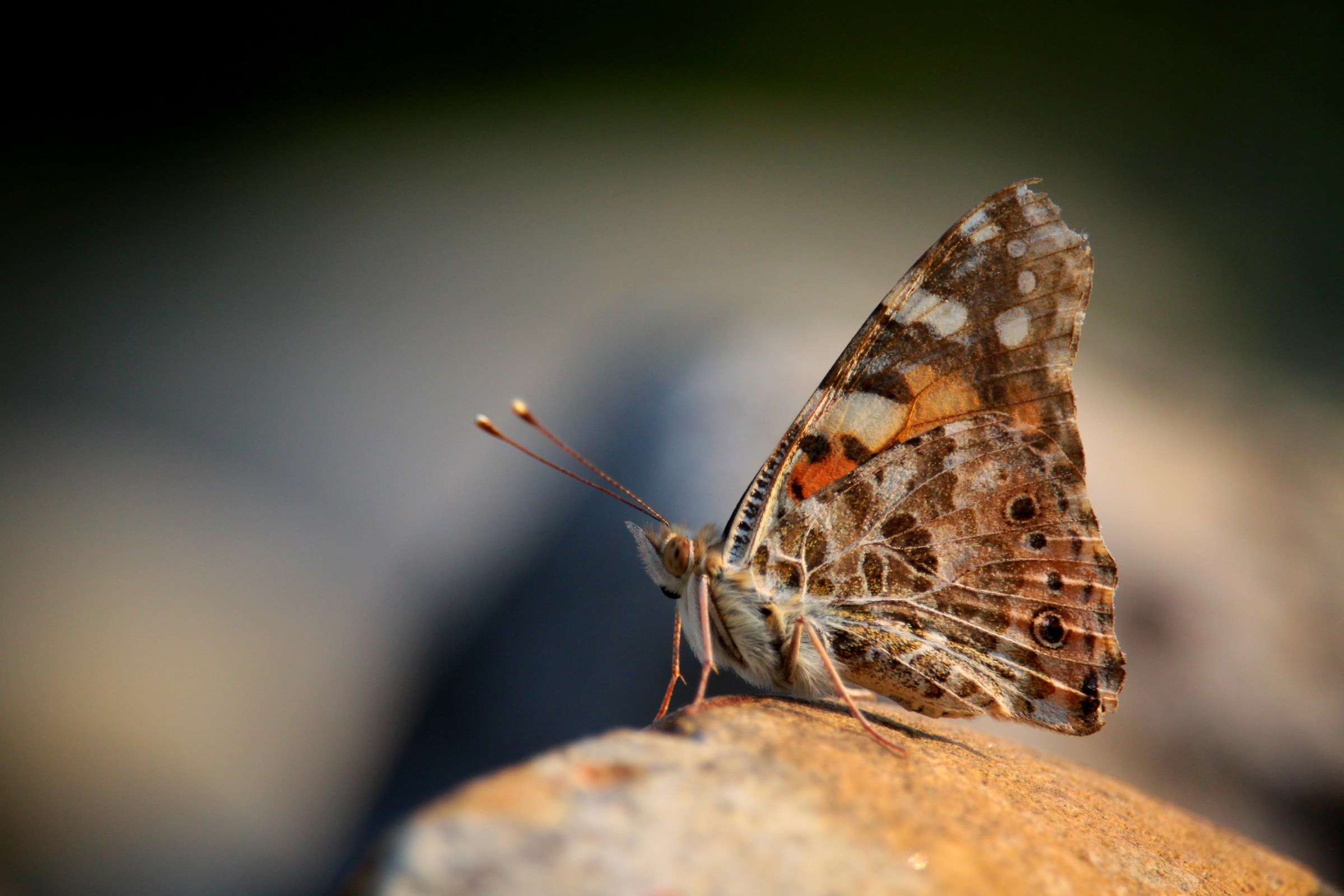 Rest of the "butterfly"