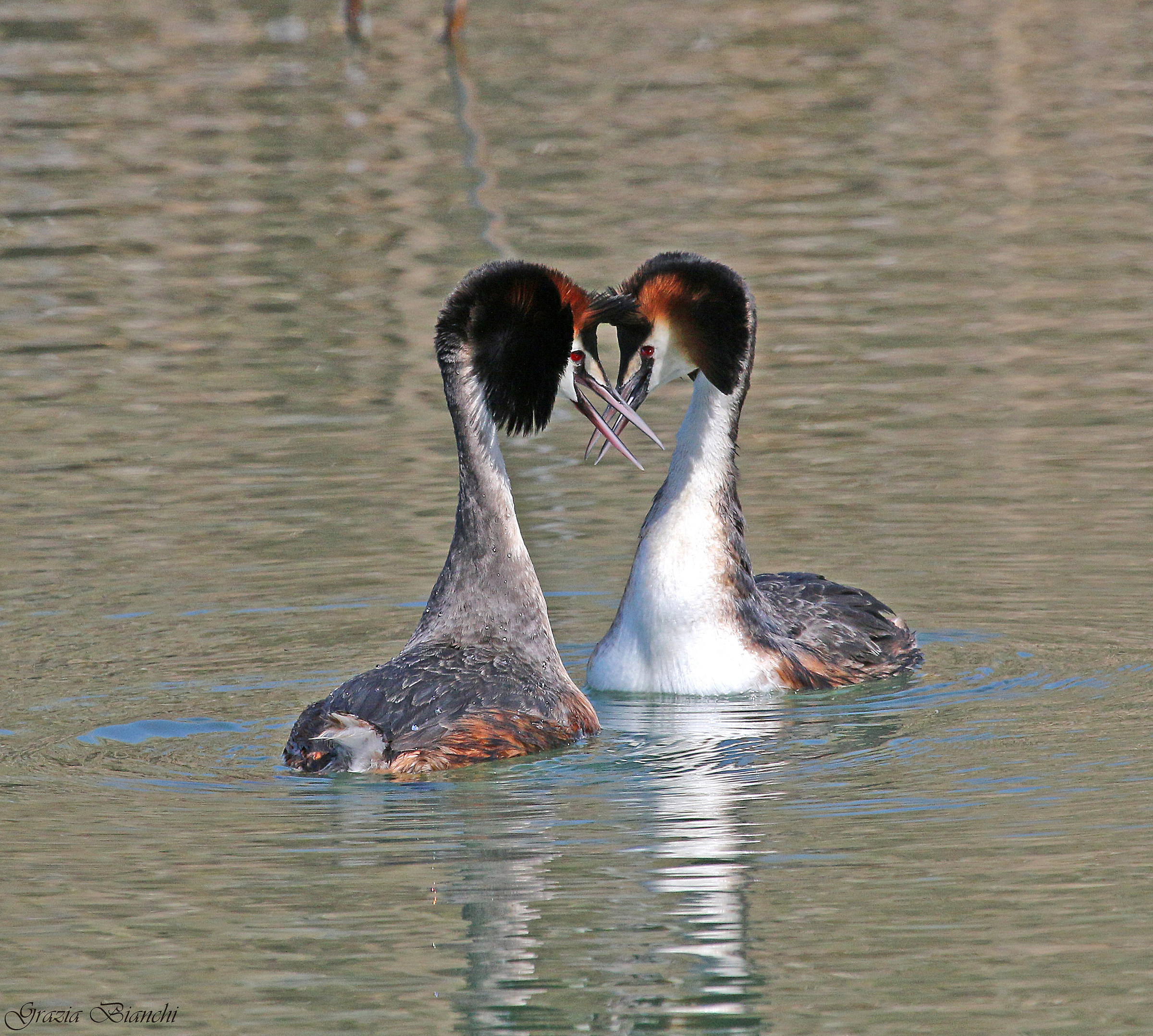 Coppia svassi maggiori in corteggiamento