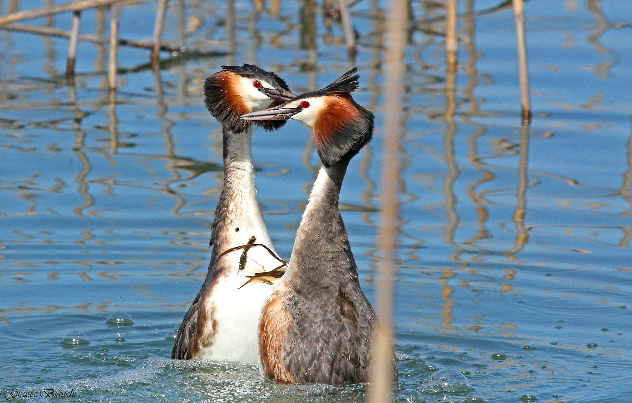 Svassi maggiori -  - Lago Trasimeno