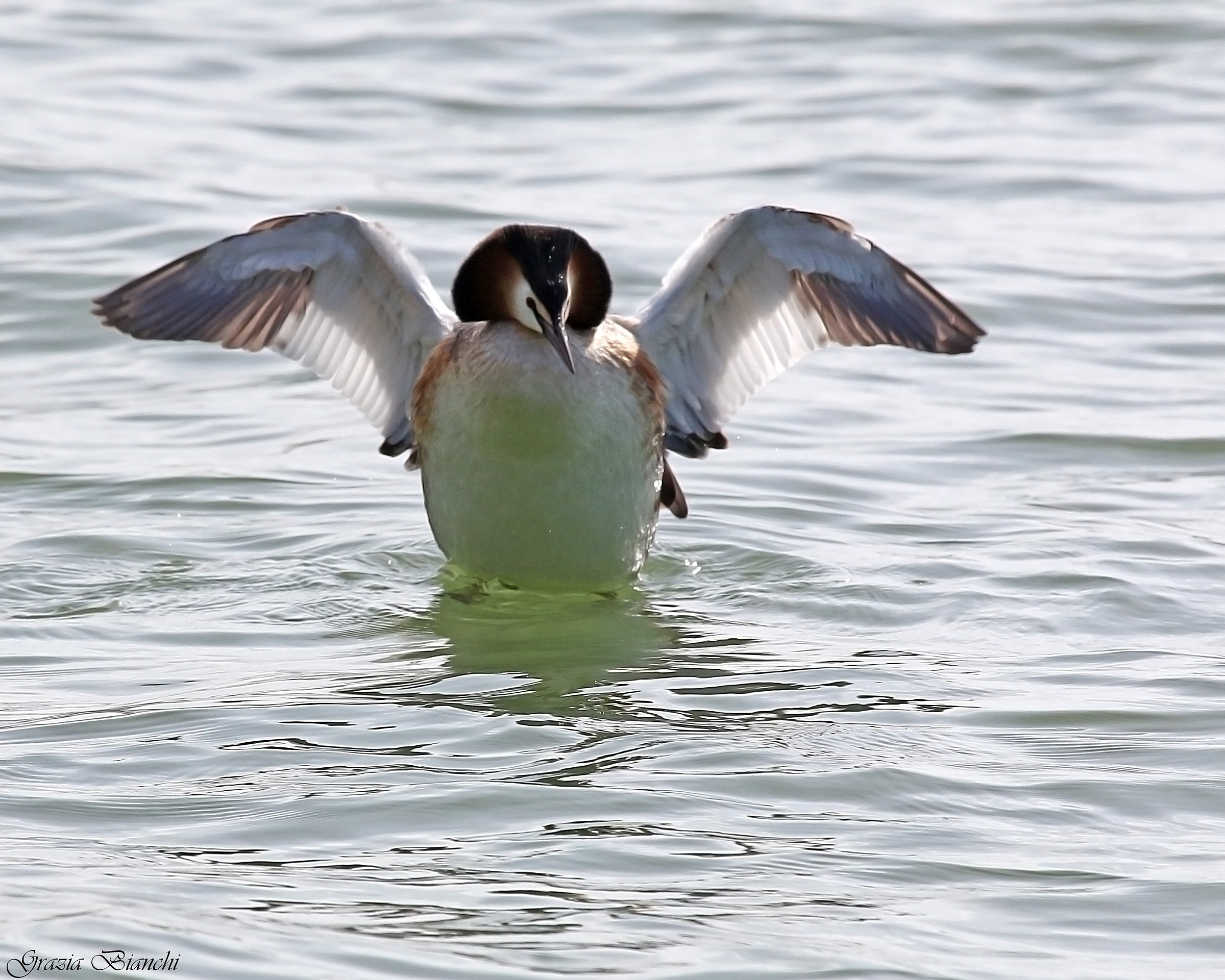 Svasso maggiore - Lago Trasimeno