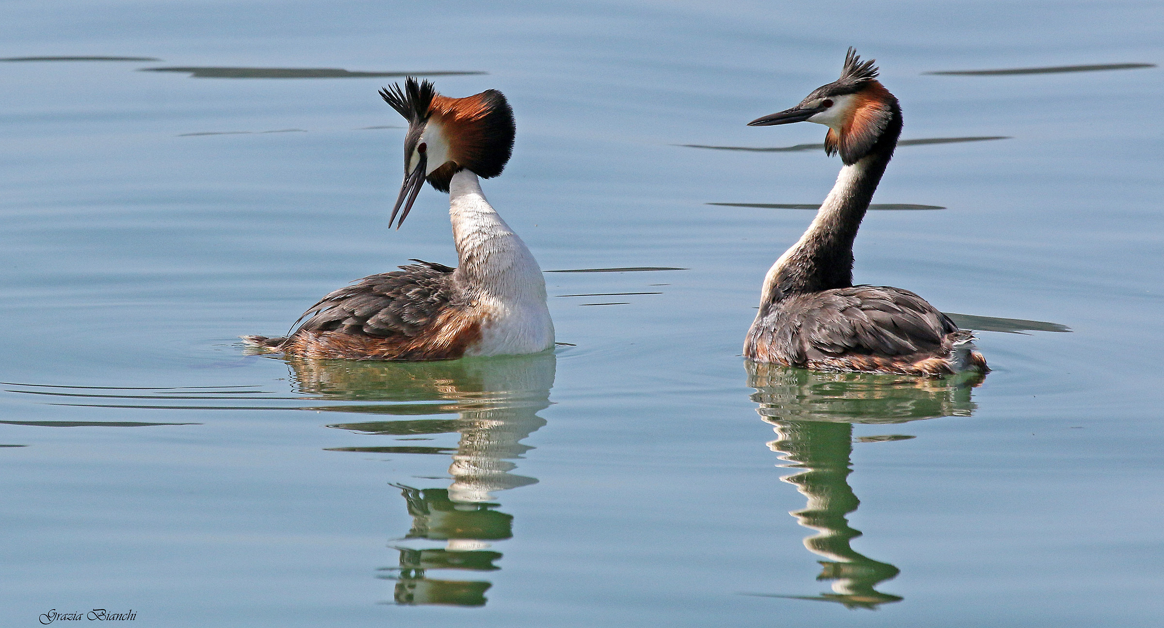 Svassi maggiori - corteggiamento - Lago Trasimeno