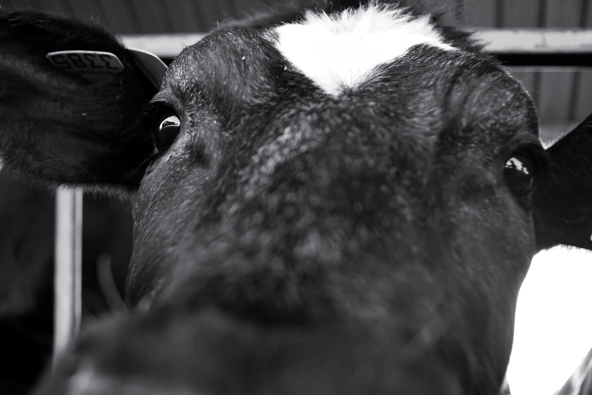 Ancora un po' e si mangiava l'obiettivo!