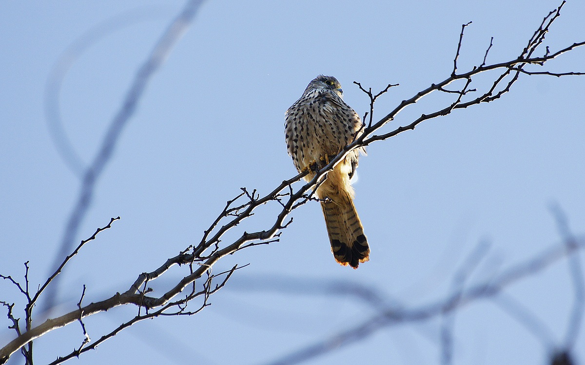 male kestrel