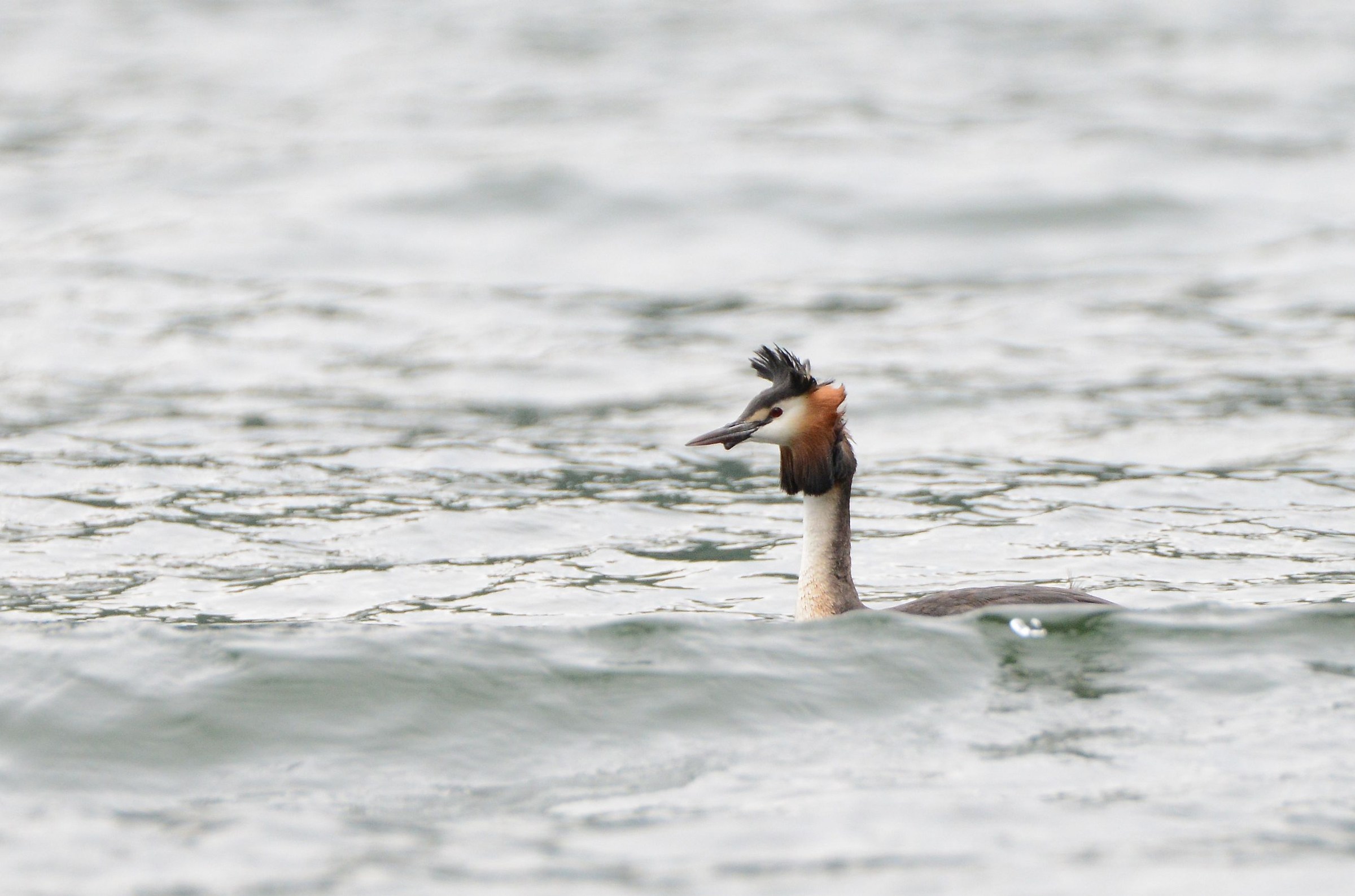 grebe