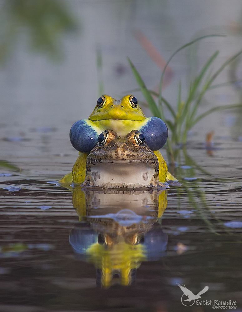 Bull Frog.