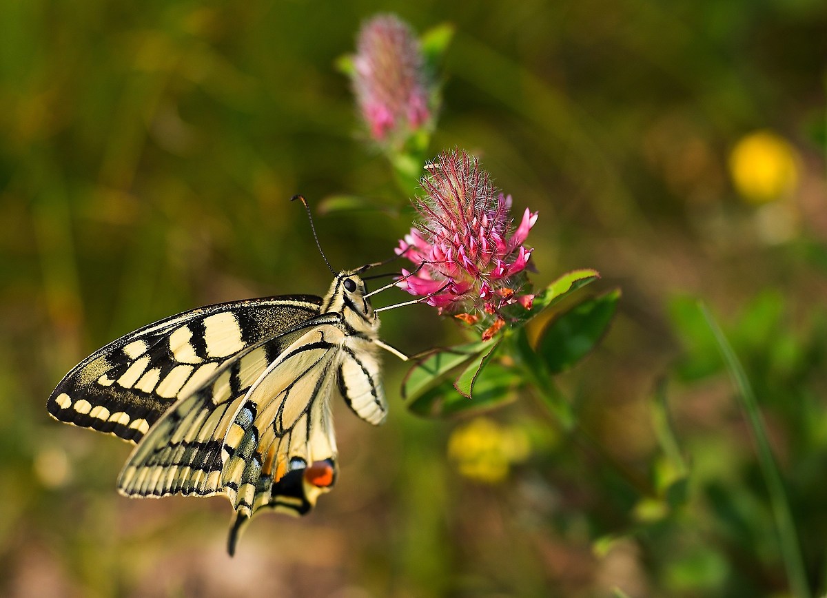 Papilio Machaon