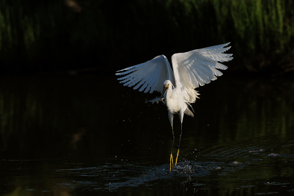 Egret