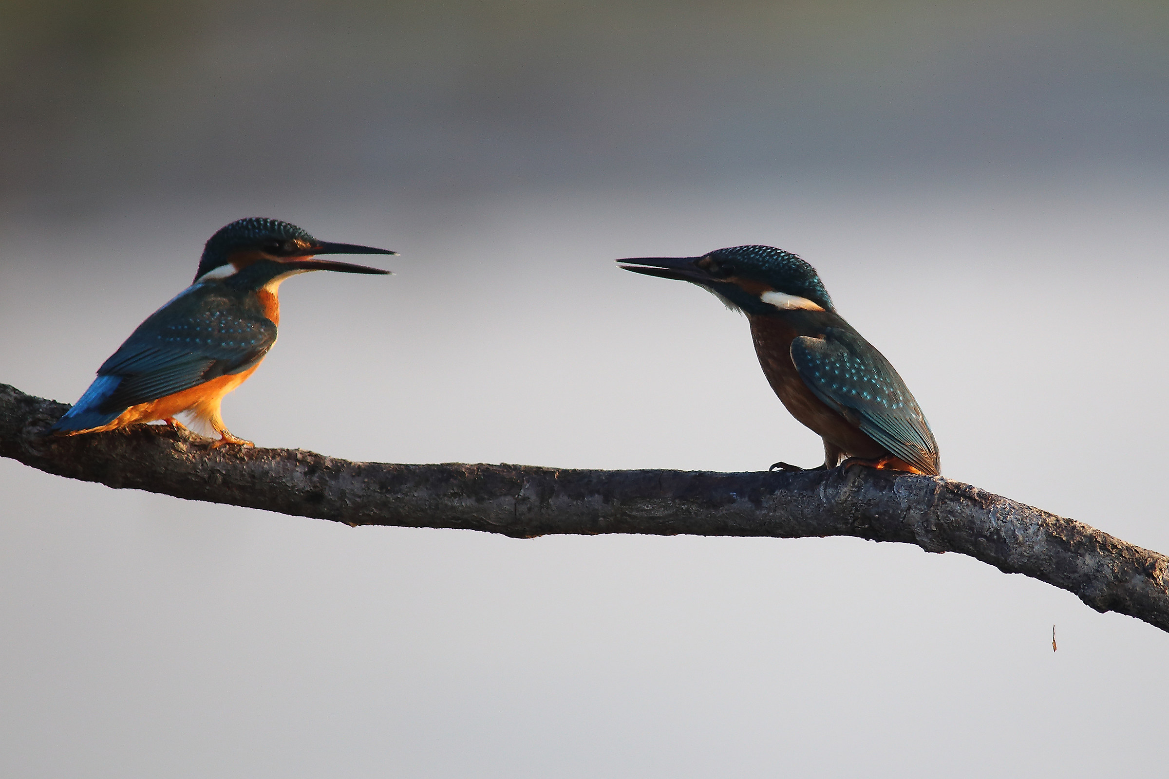 Pair of martin Fisherman