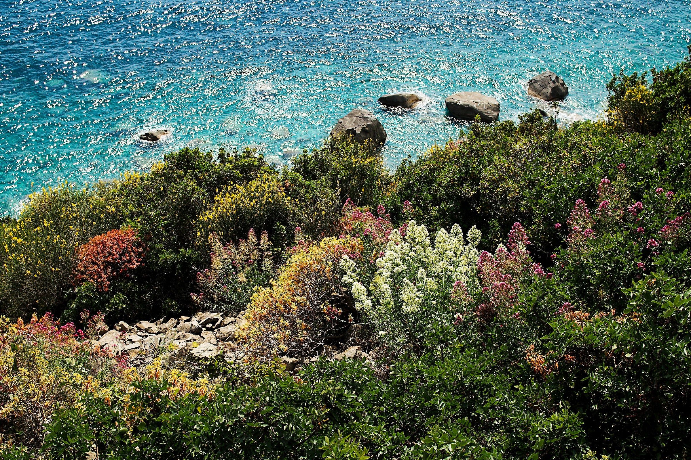 Macchia mediterranea, Campiglia (sp), maggio 2015