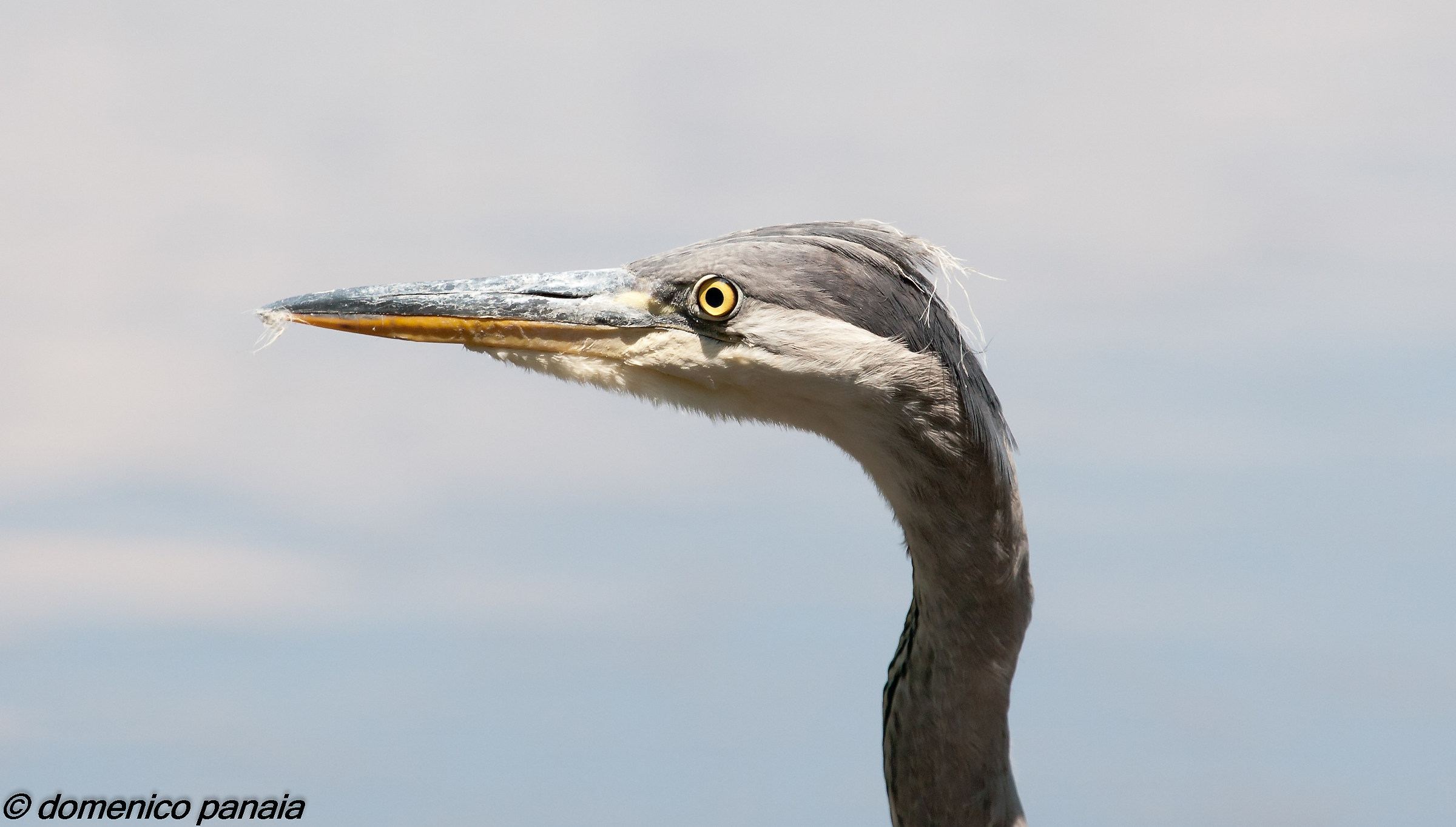 ritratto di un giovane airone