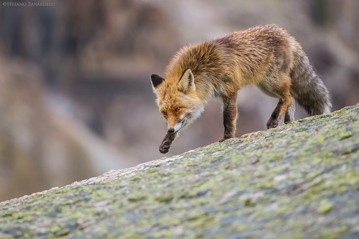 The pace of the Fox ...