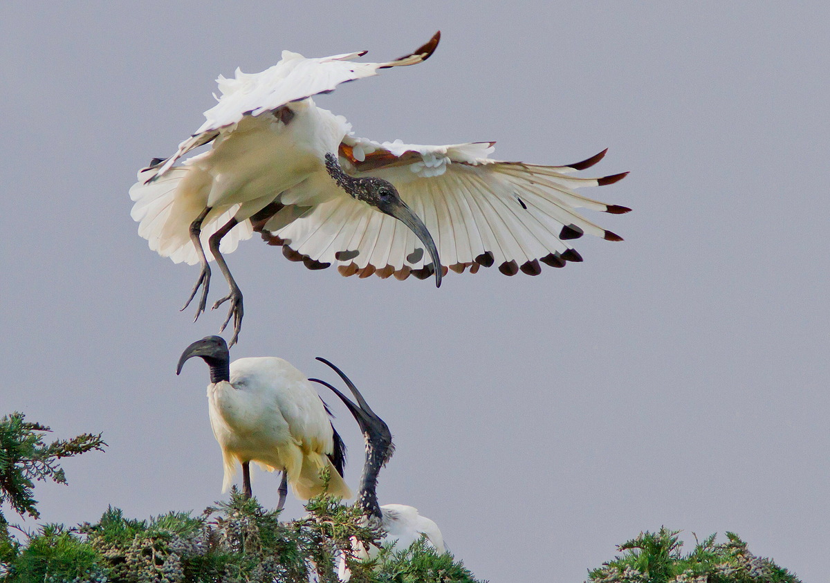 Ibis Sacro:Prima del Temporale
