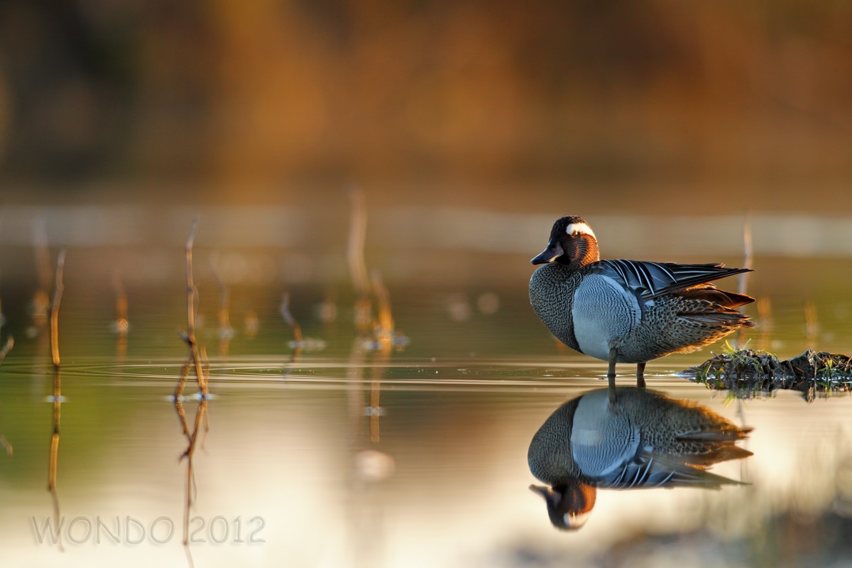 Garganey at dawn