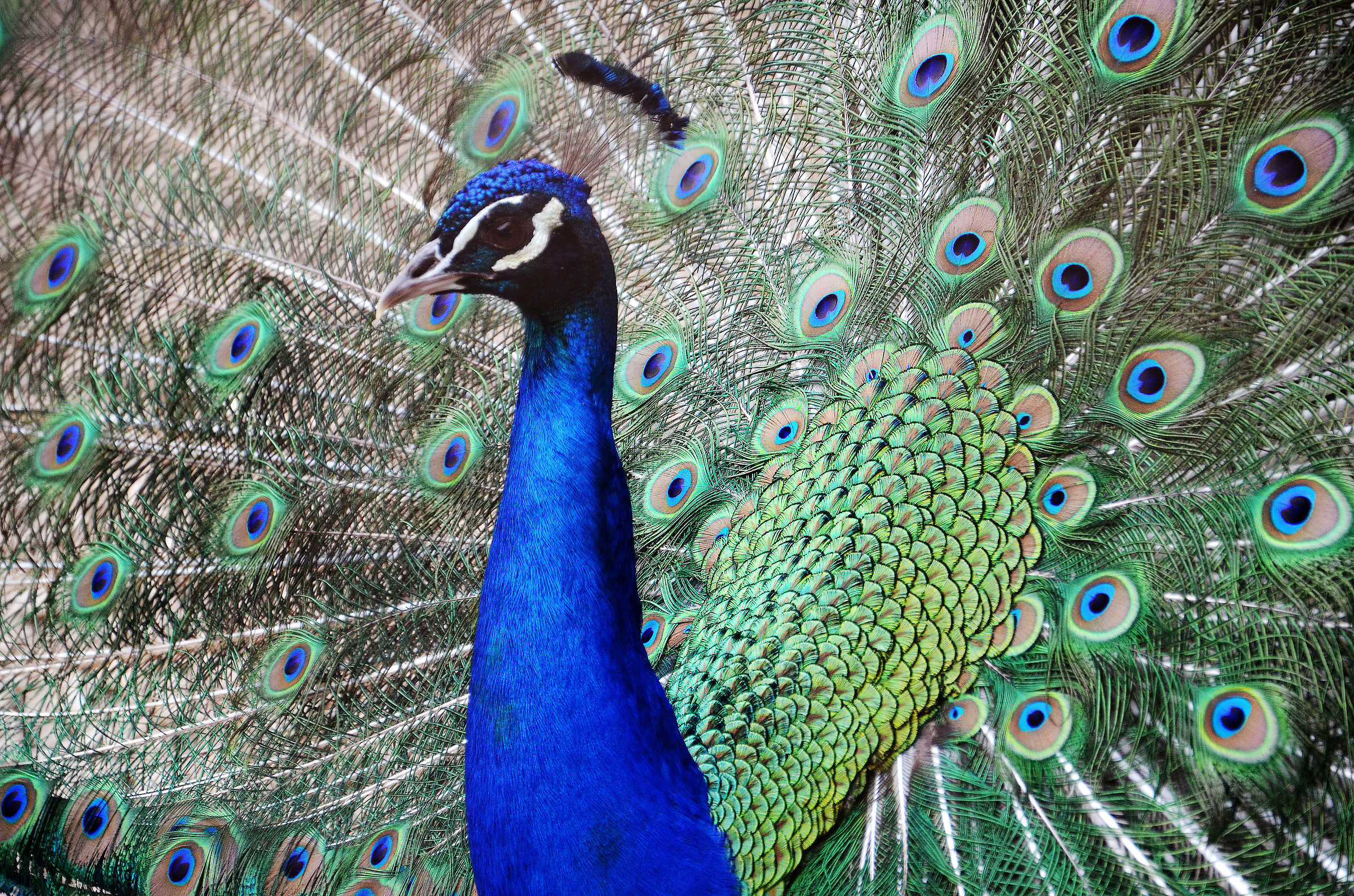 ... True or a painting?