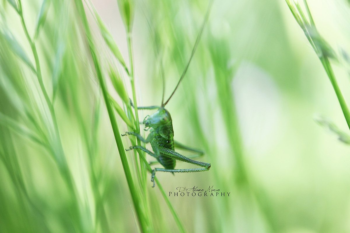 Cricket green