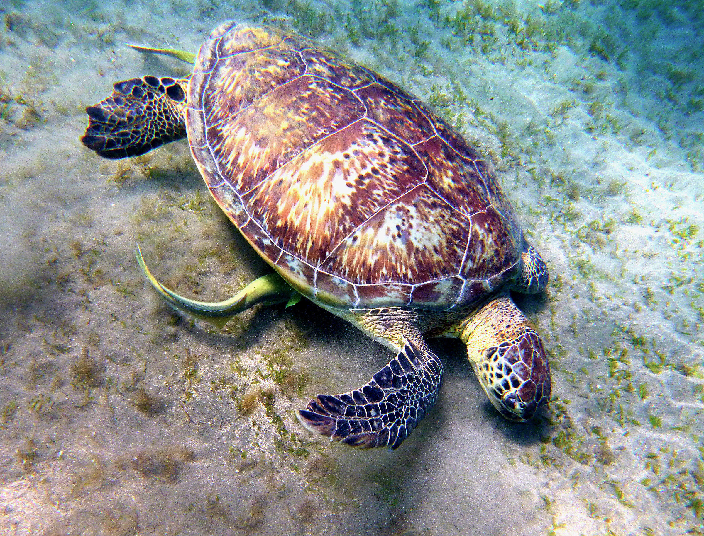 Tartataruga & Pulitore