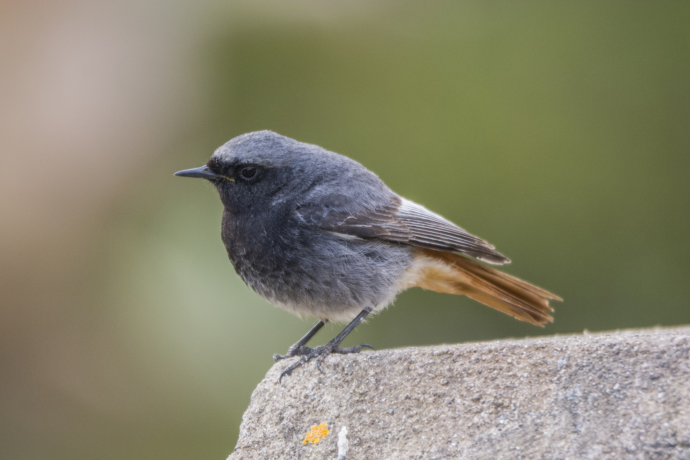 Codirosso spazzacamino