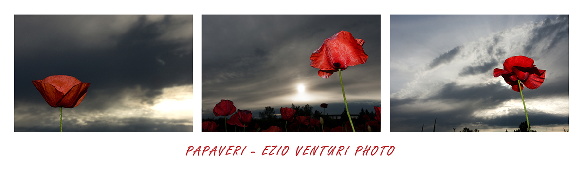 :: trittico di papaveri ::