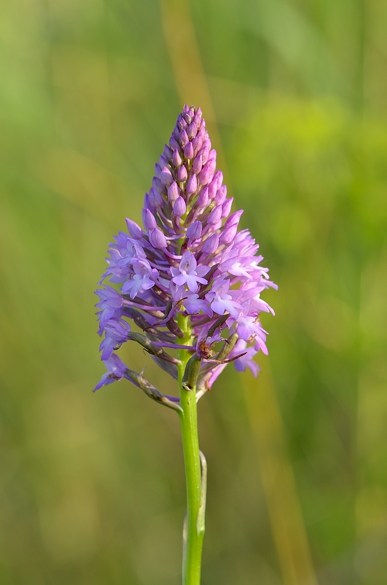 Anacamptis pyramidalis