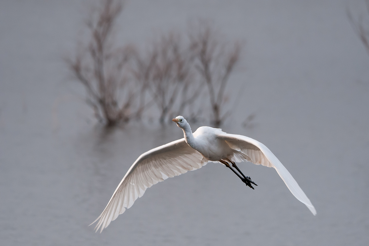 Great Egret
