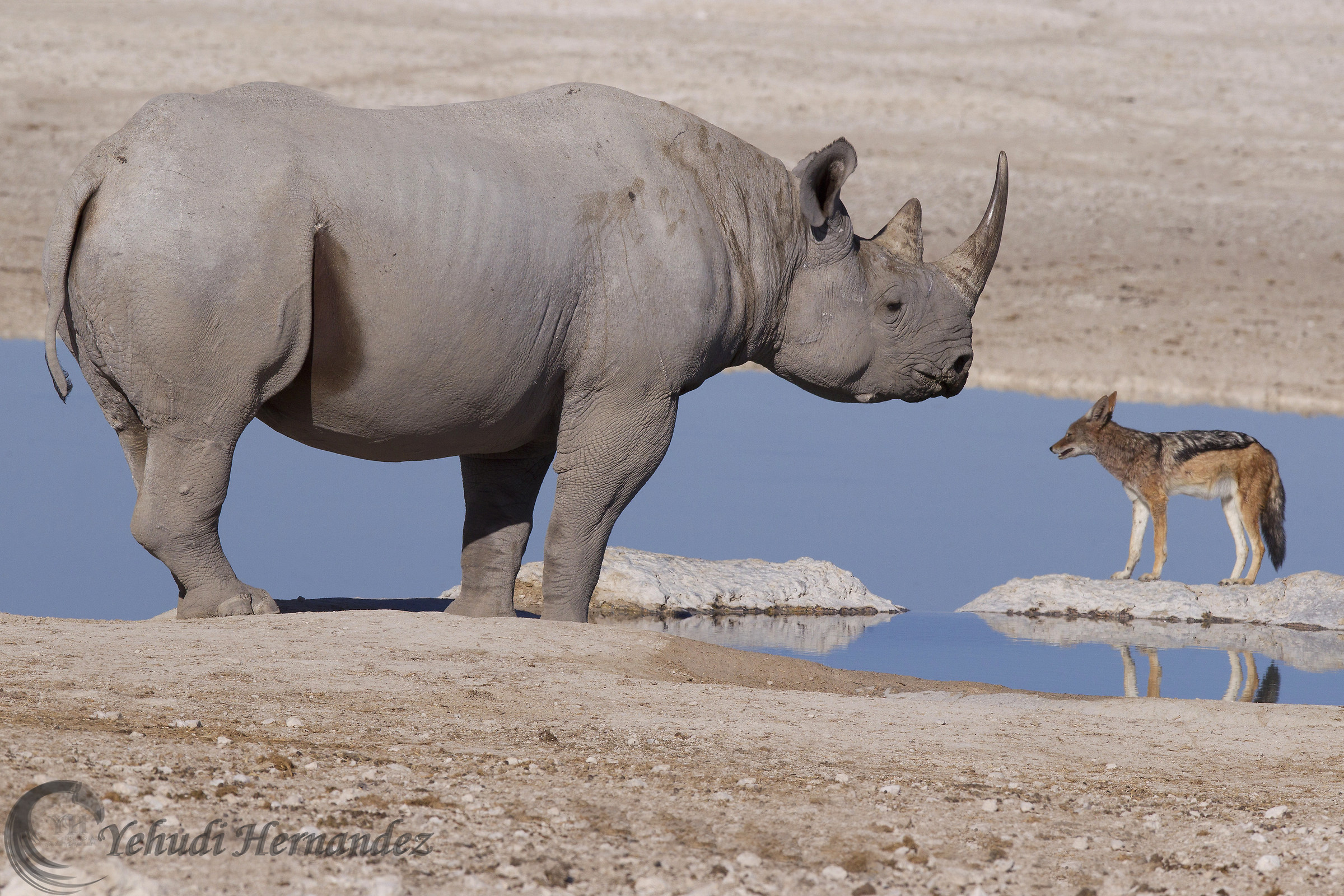 Il Rhino e lo sciacallo