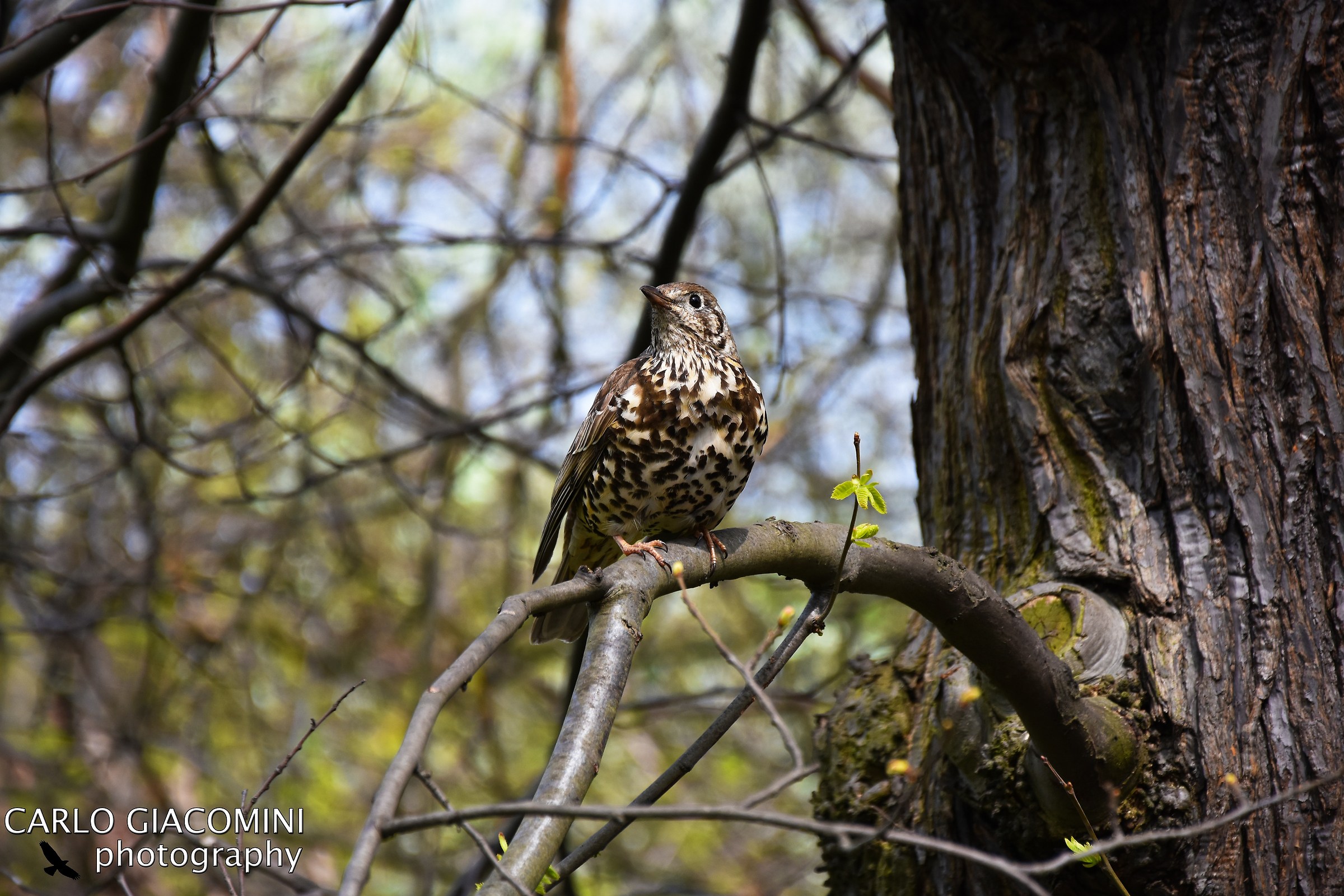 Mistle Thrush