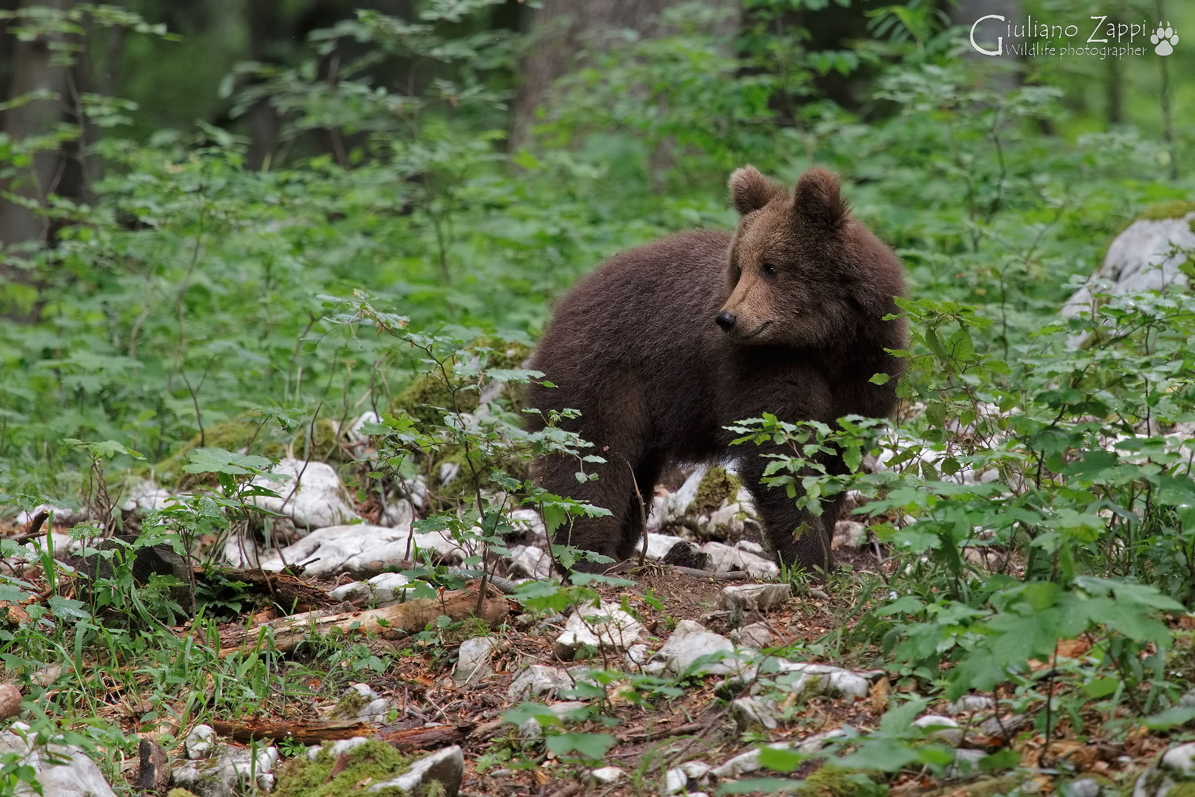 Silenziosa solitudine
