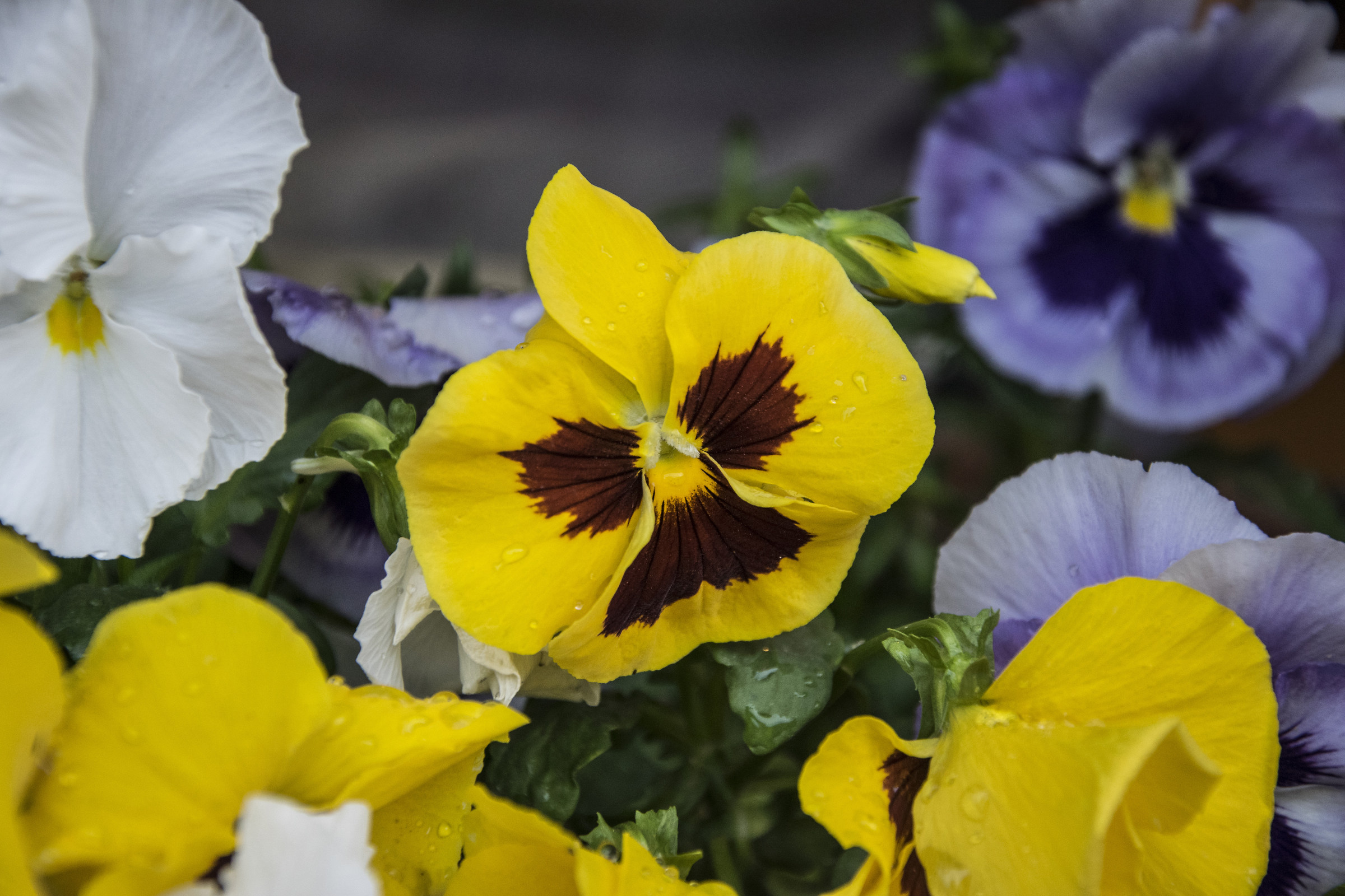 Pansies