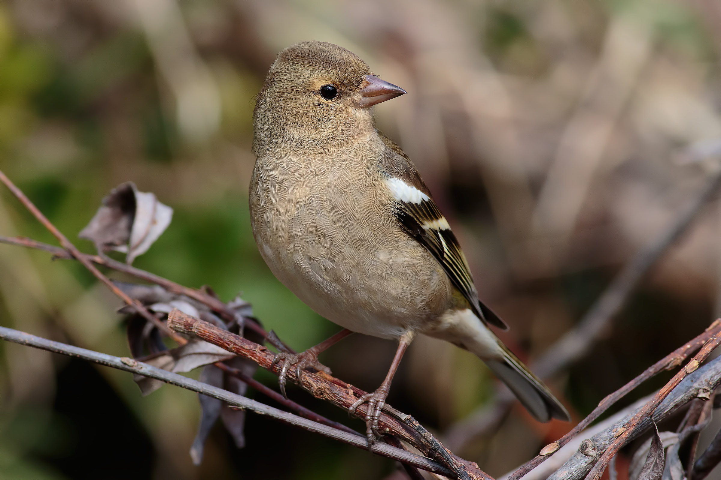 Chaffinch 4000px ...