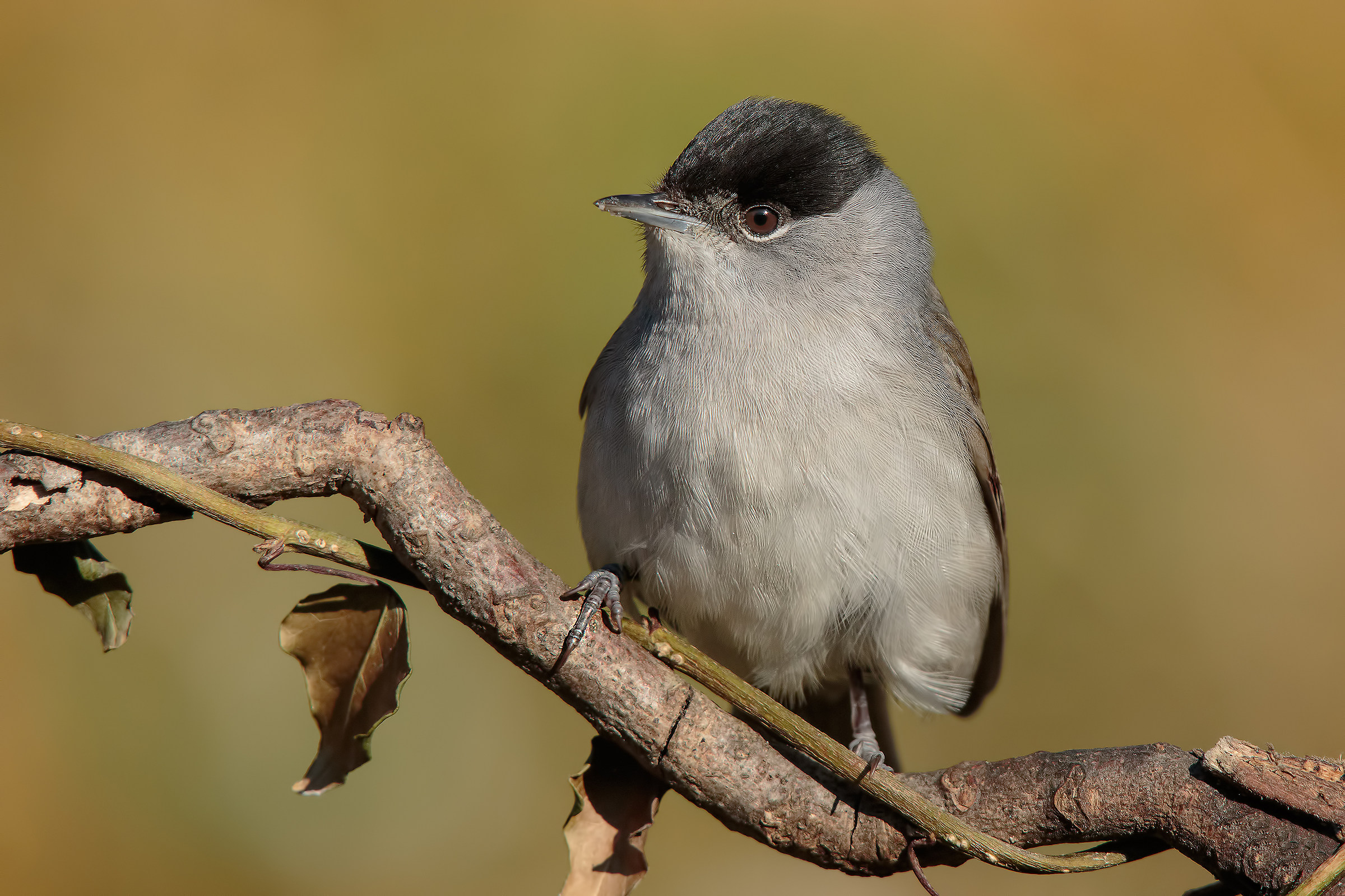 Male Blackcap ...