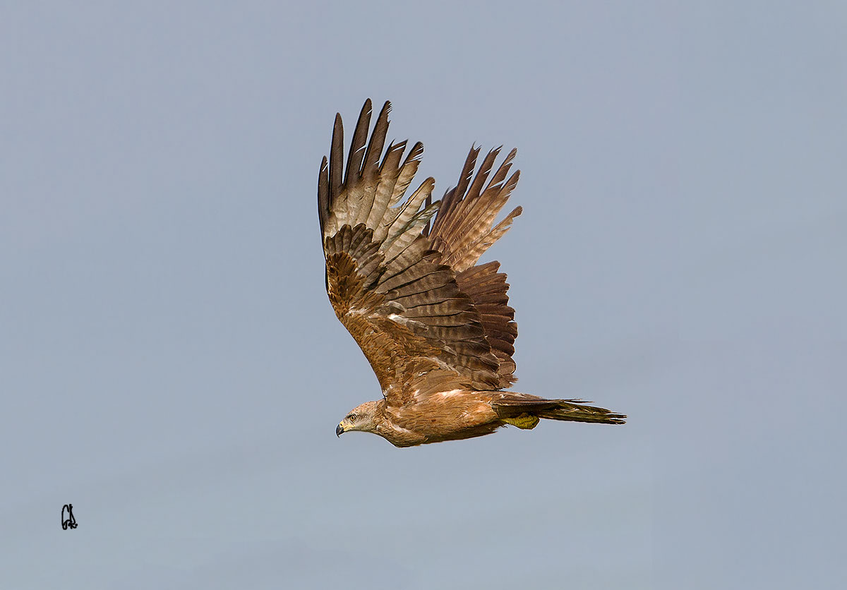 Black kite