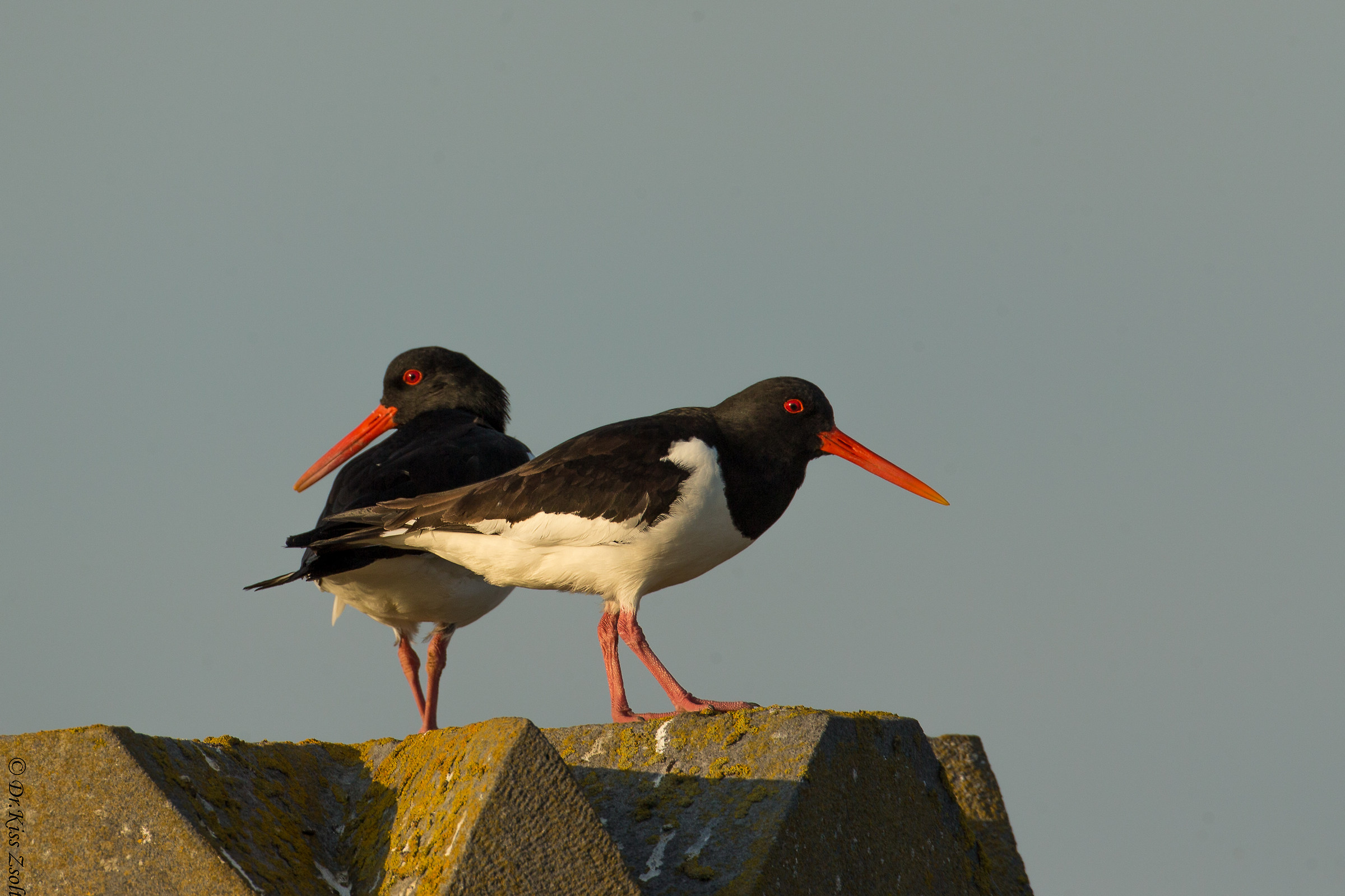 Oystercatcher pair