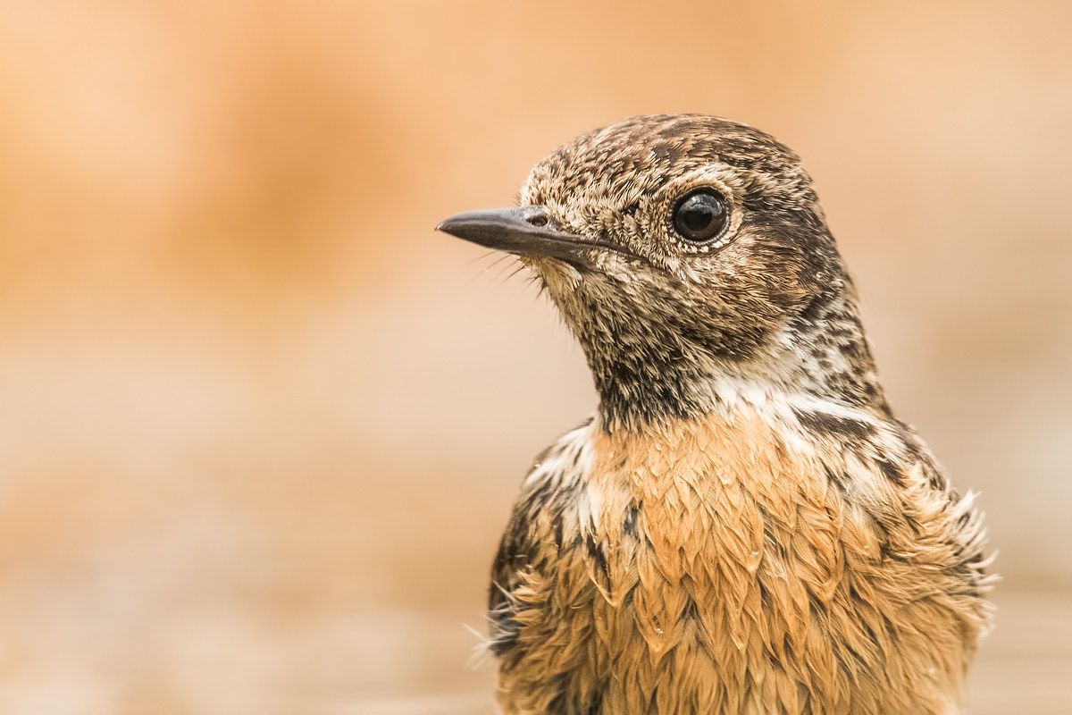 Stonechat female portrait