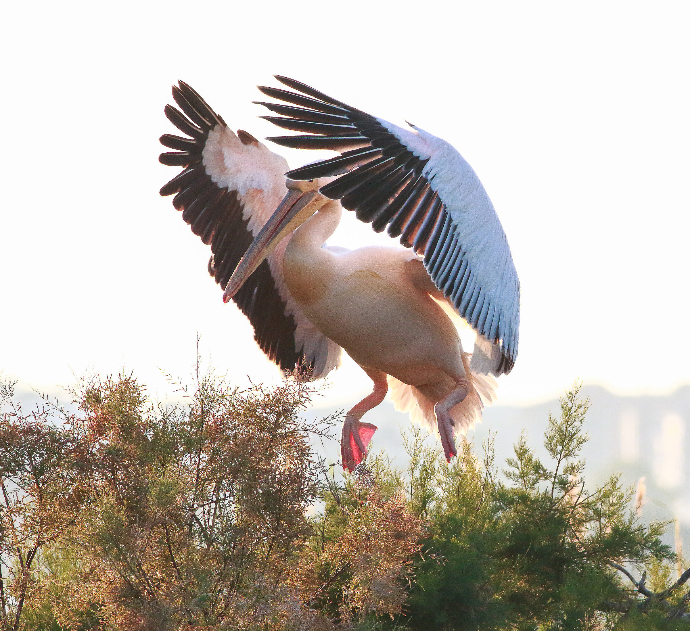 Pellicanon in atterragio