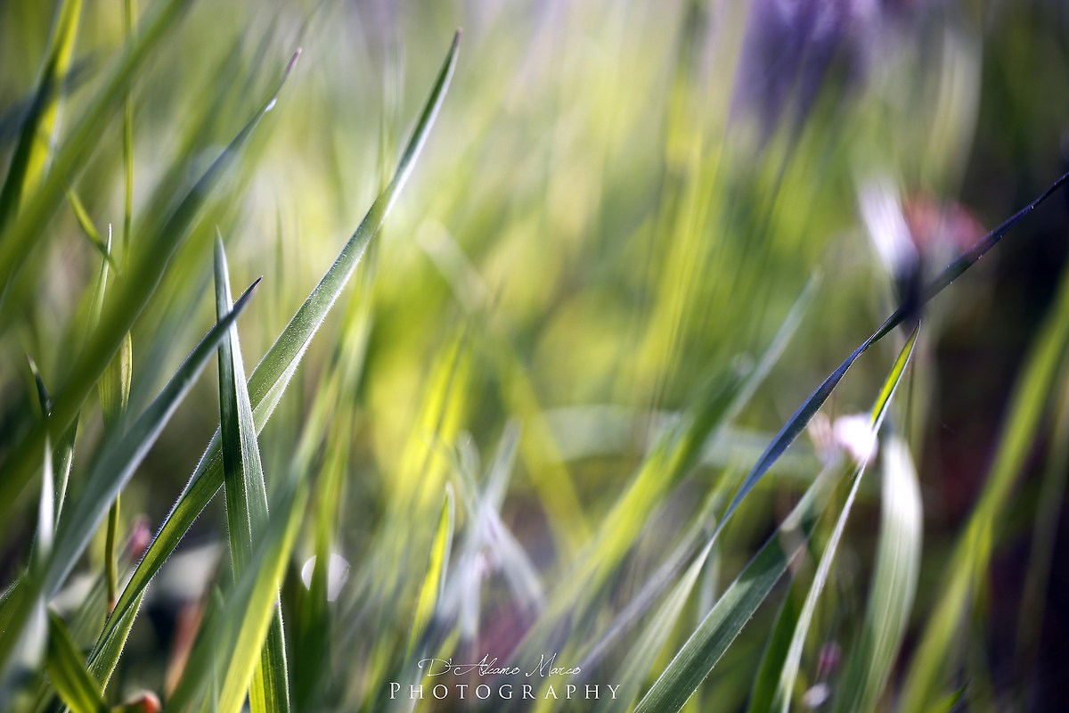 Simply Grass