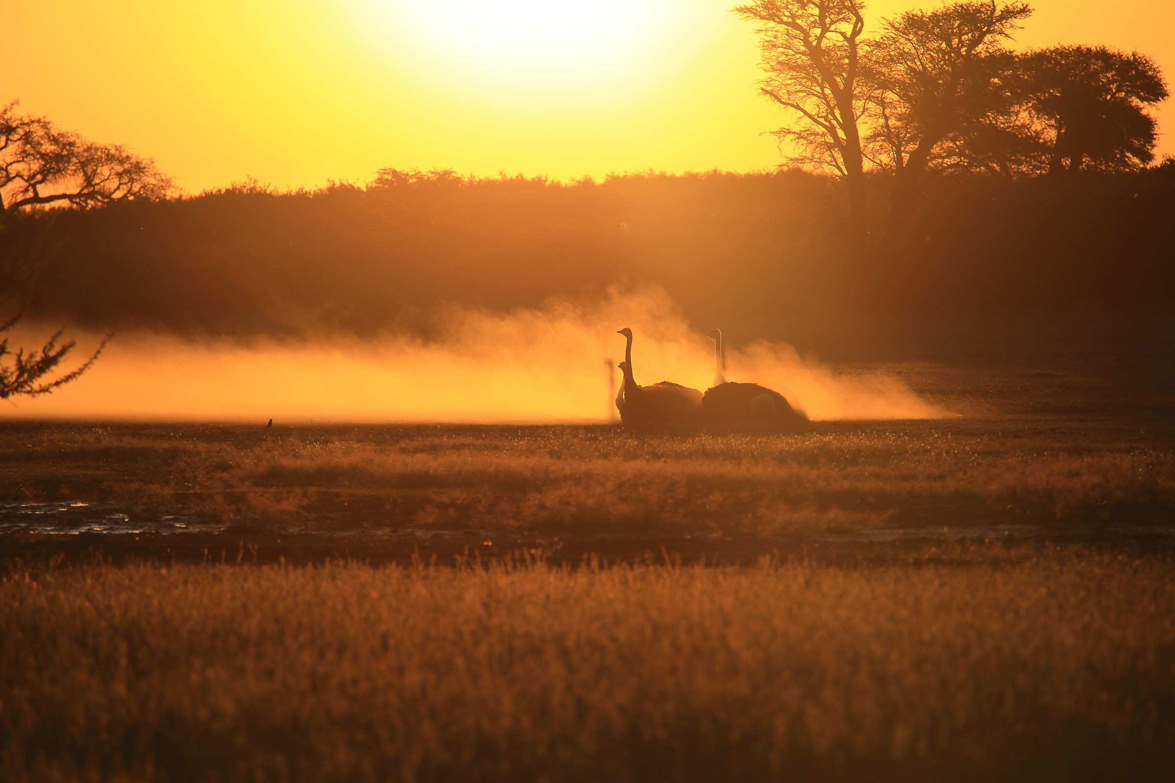 Il più piccolo, il più grande...