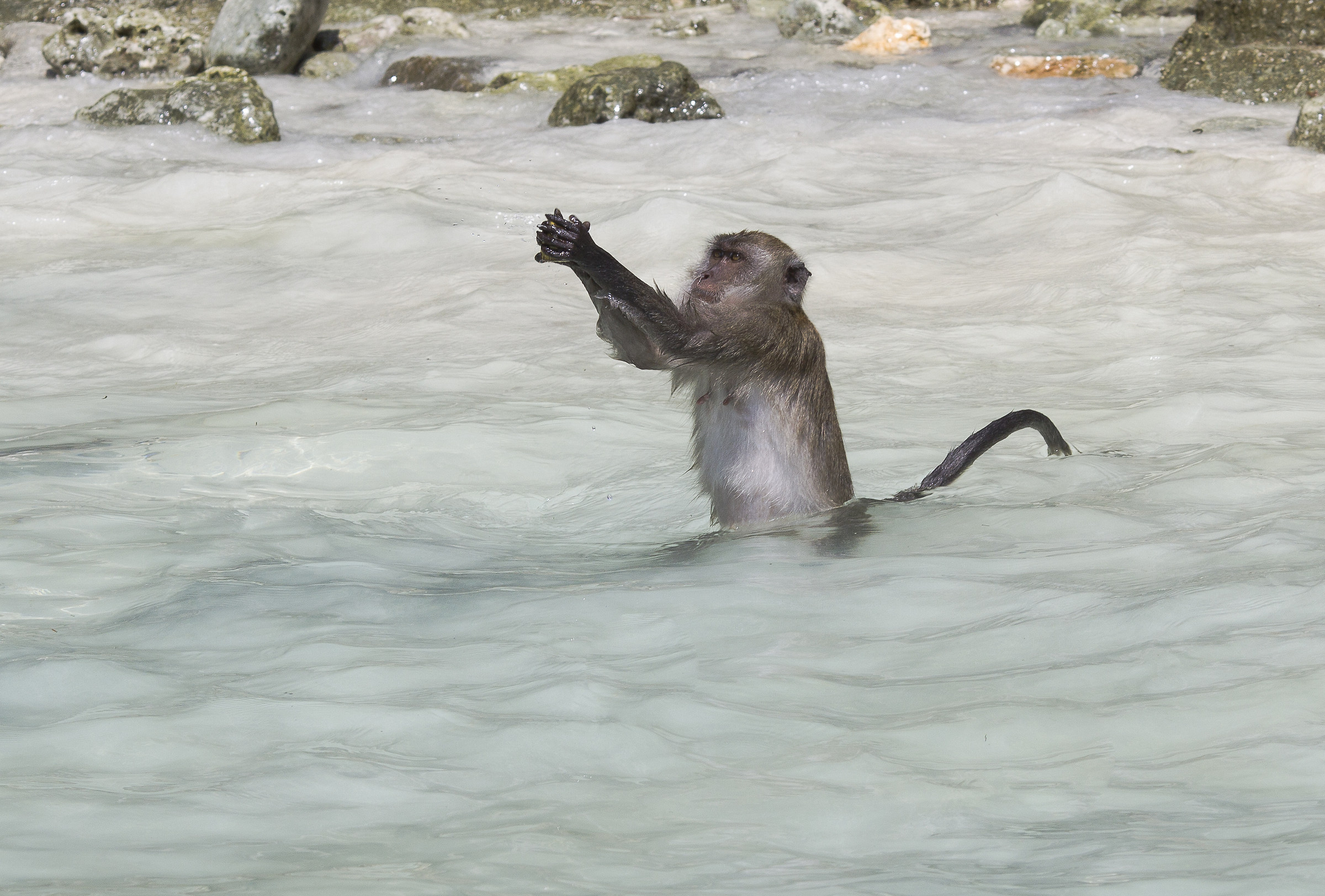 Monkey Island Phuket